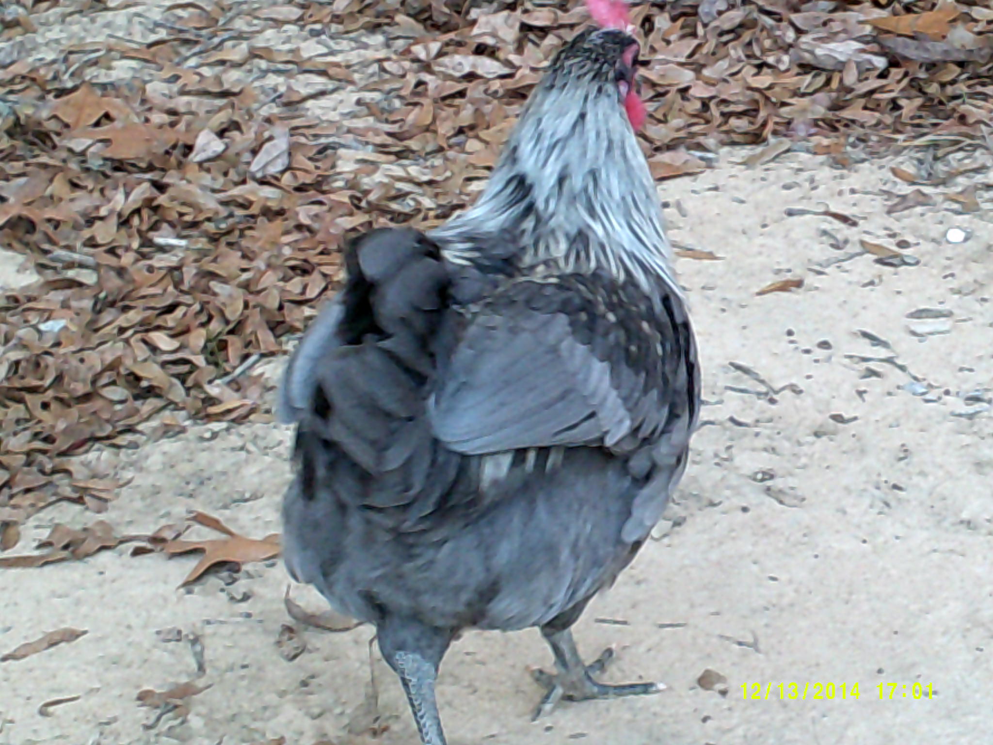 Marans