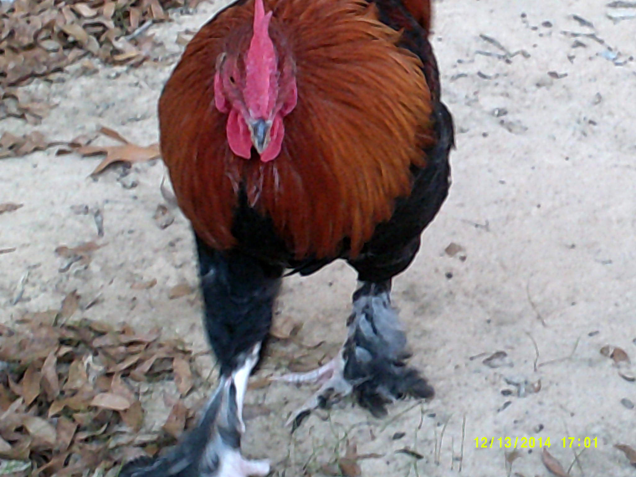 Marans
