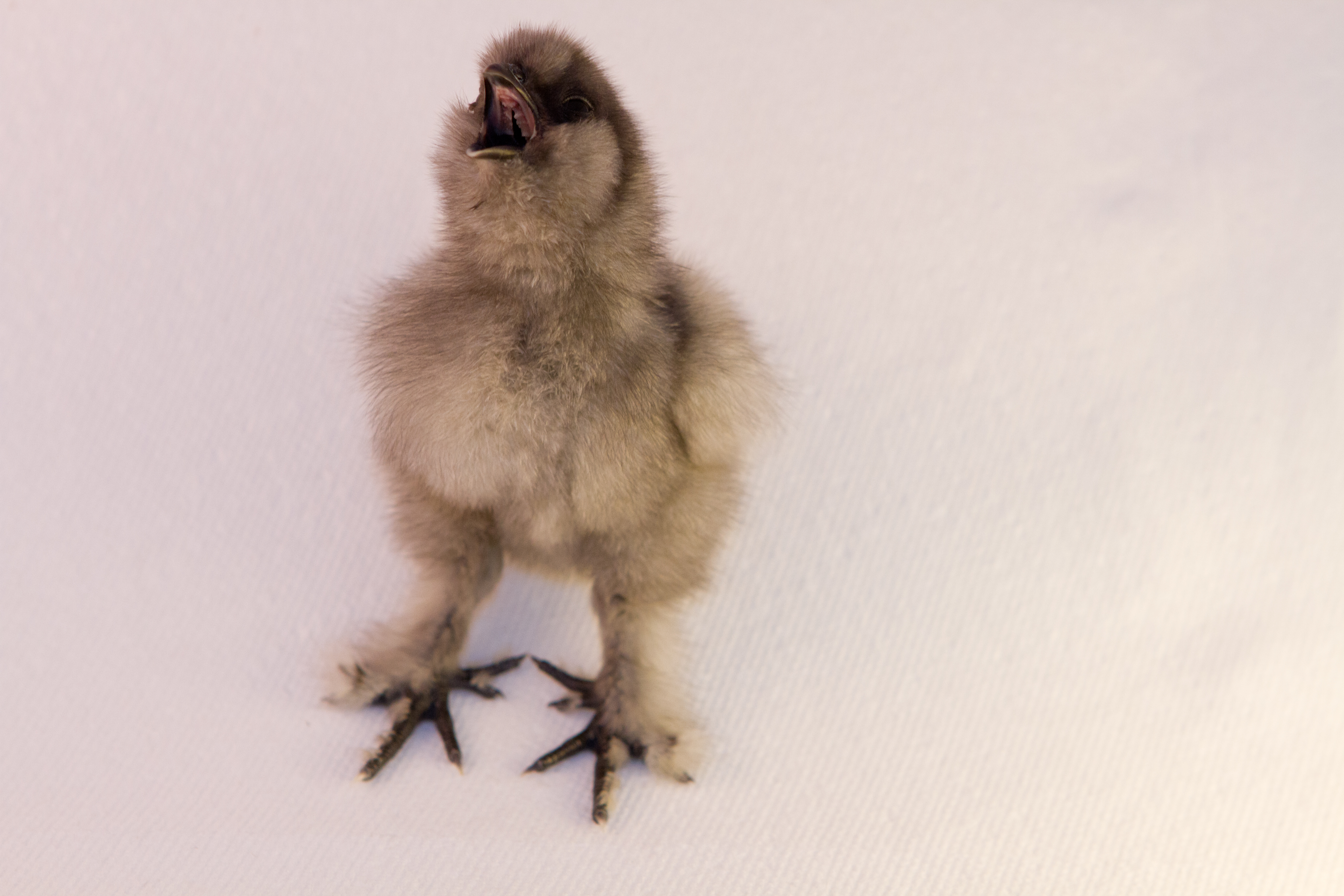Marbles the Blue Silkie