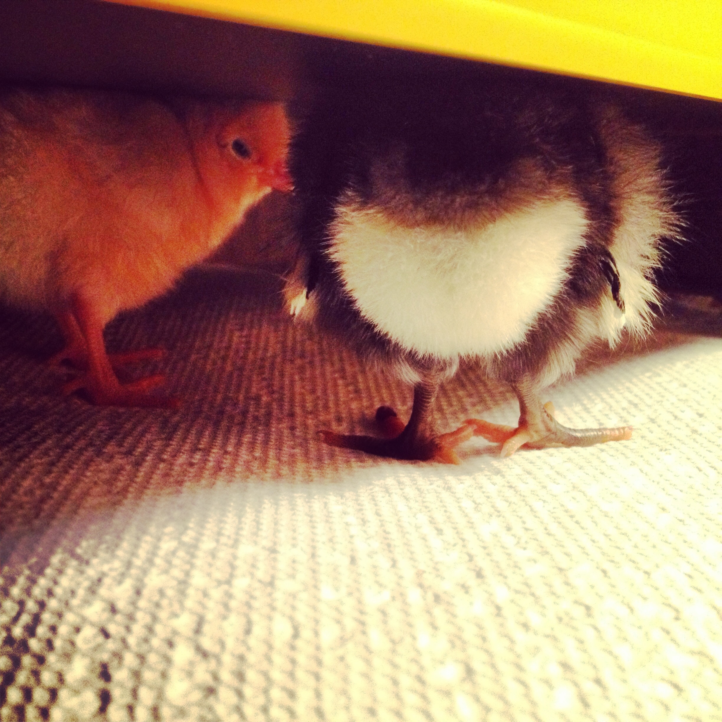 Marceline and Fiona.
