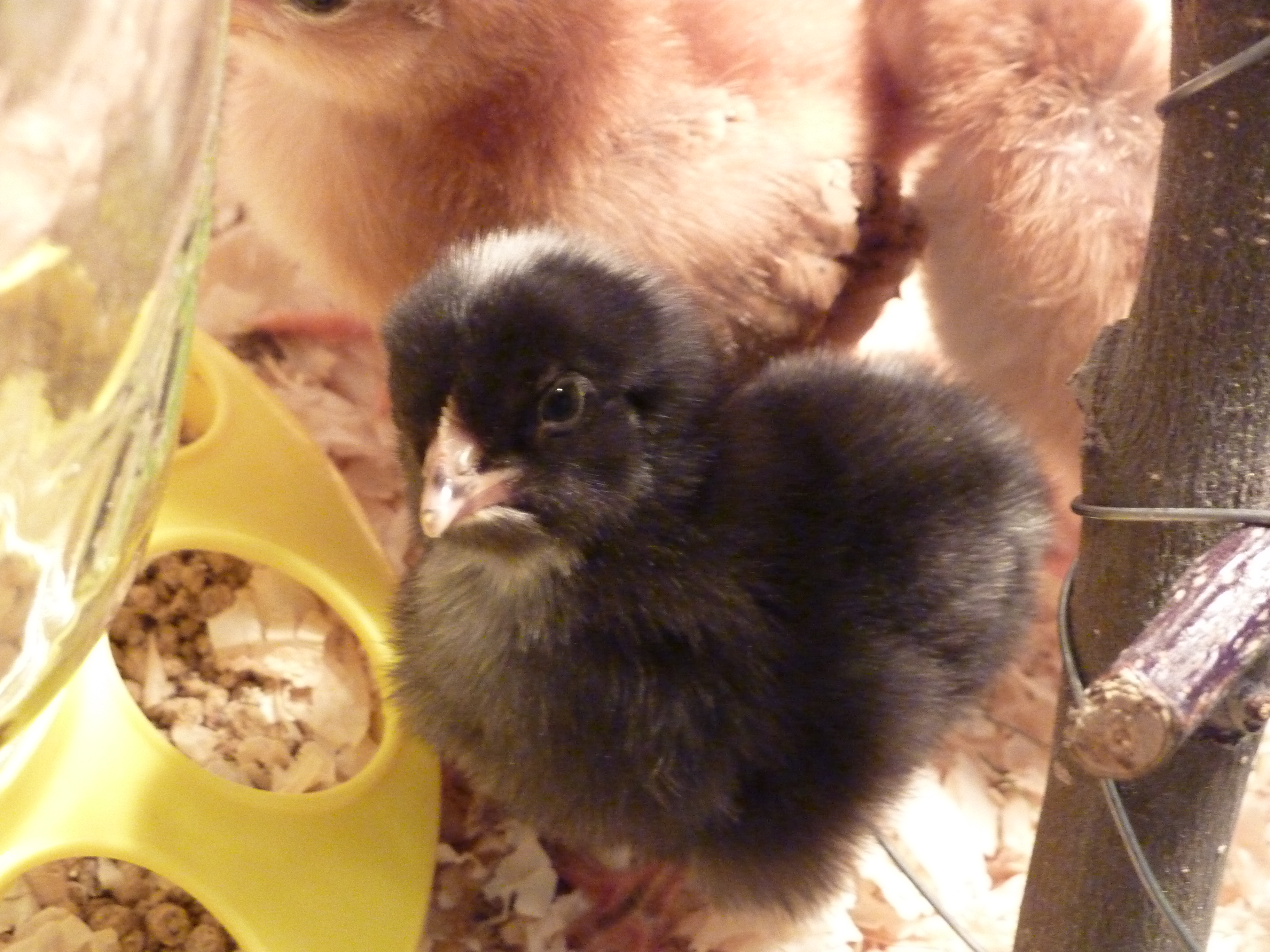 March 14, my Plymouth Barred Rock, Roxie.