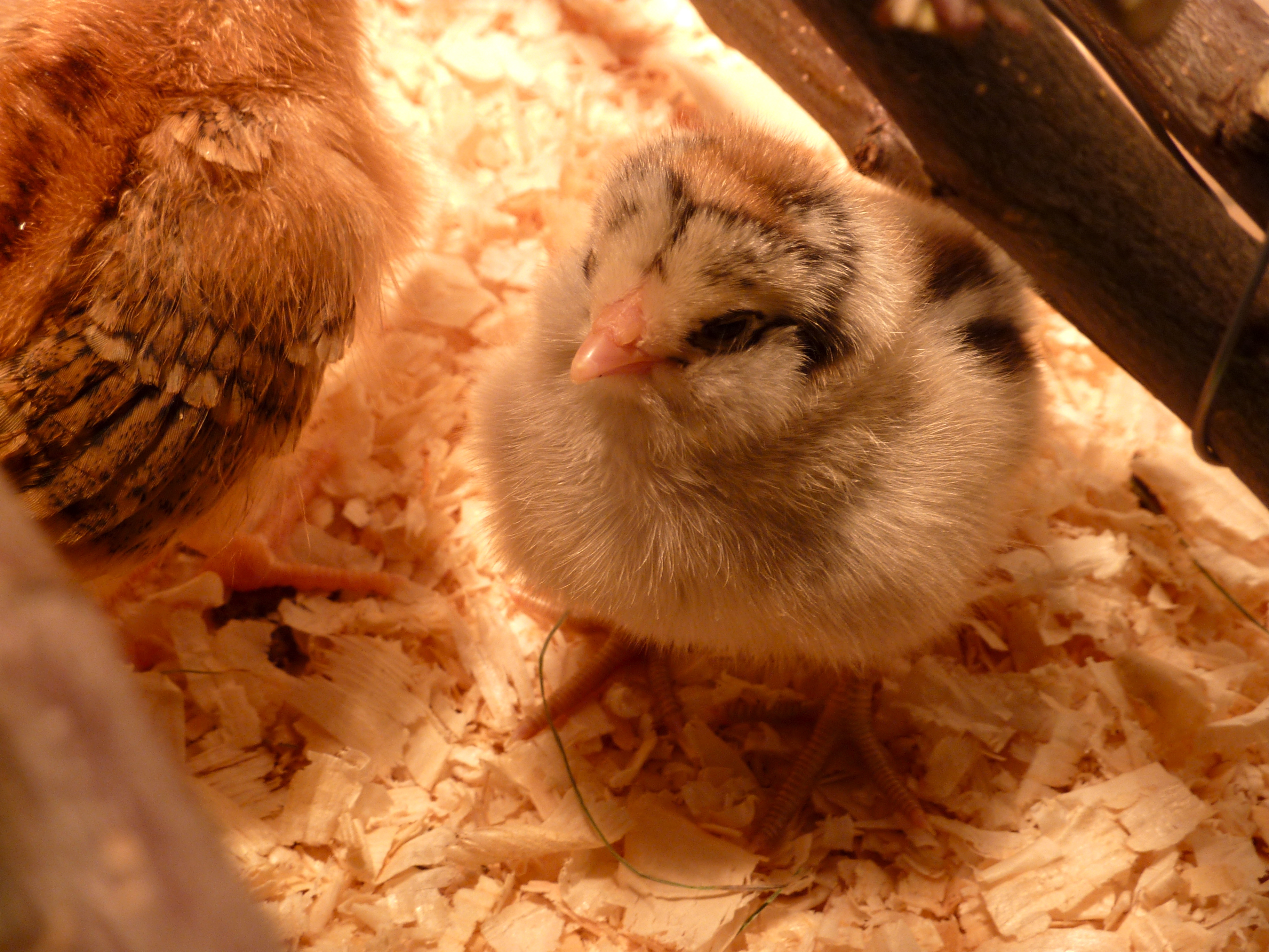 March 14, our new Ameraucana chick. Or, should I say, Daniel's new chick. He has called her Zartan and is convinced she's a boy. I hope not :)