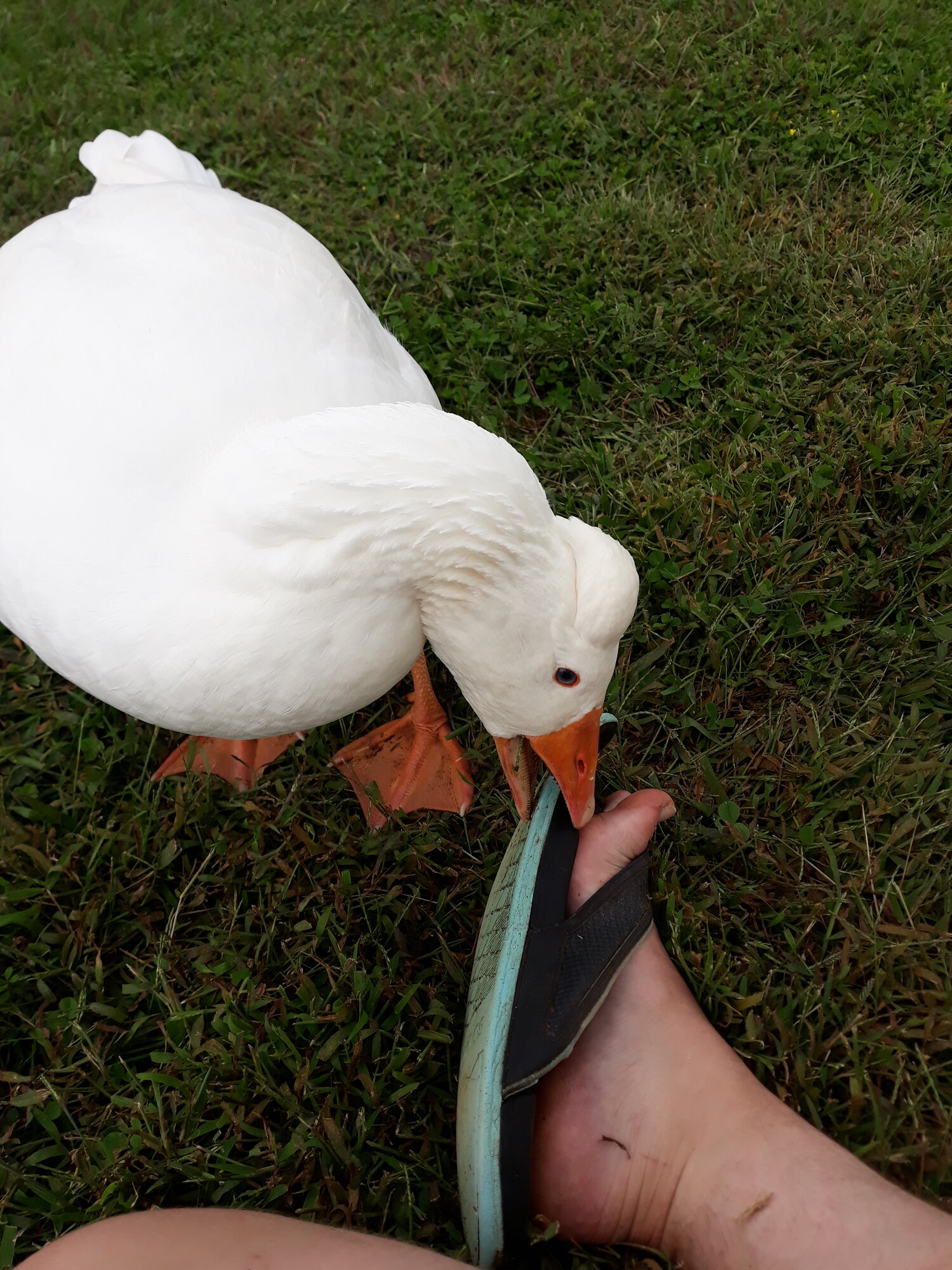 Marcus and Flip Flop