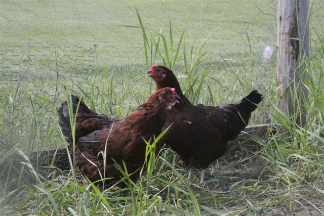 Margaret and Marigold