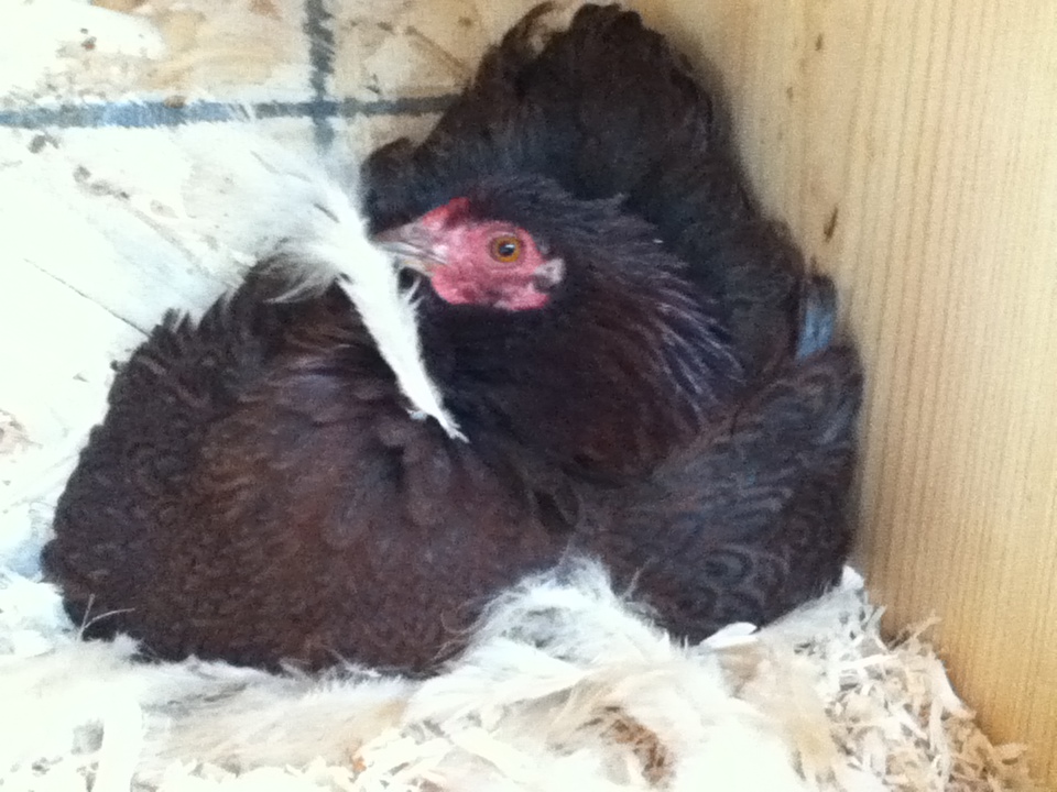 Margie; my partridge rock bantam, who is currently broody (sitting on a golf ball :) ) who is borrowing "Larry" the rooster's feathers...
