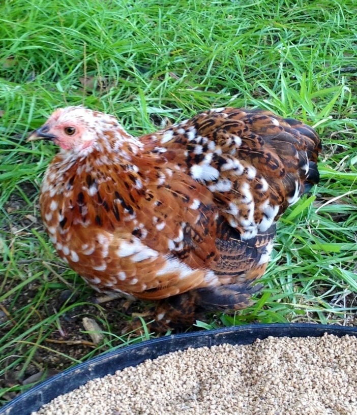 "Margret" Calico Cochin Bantam