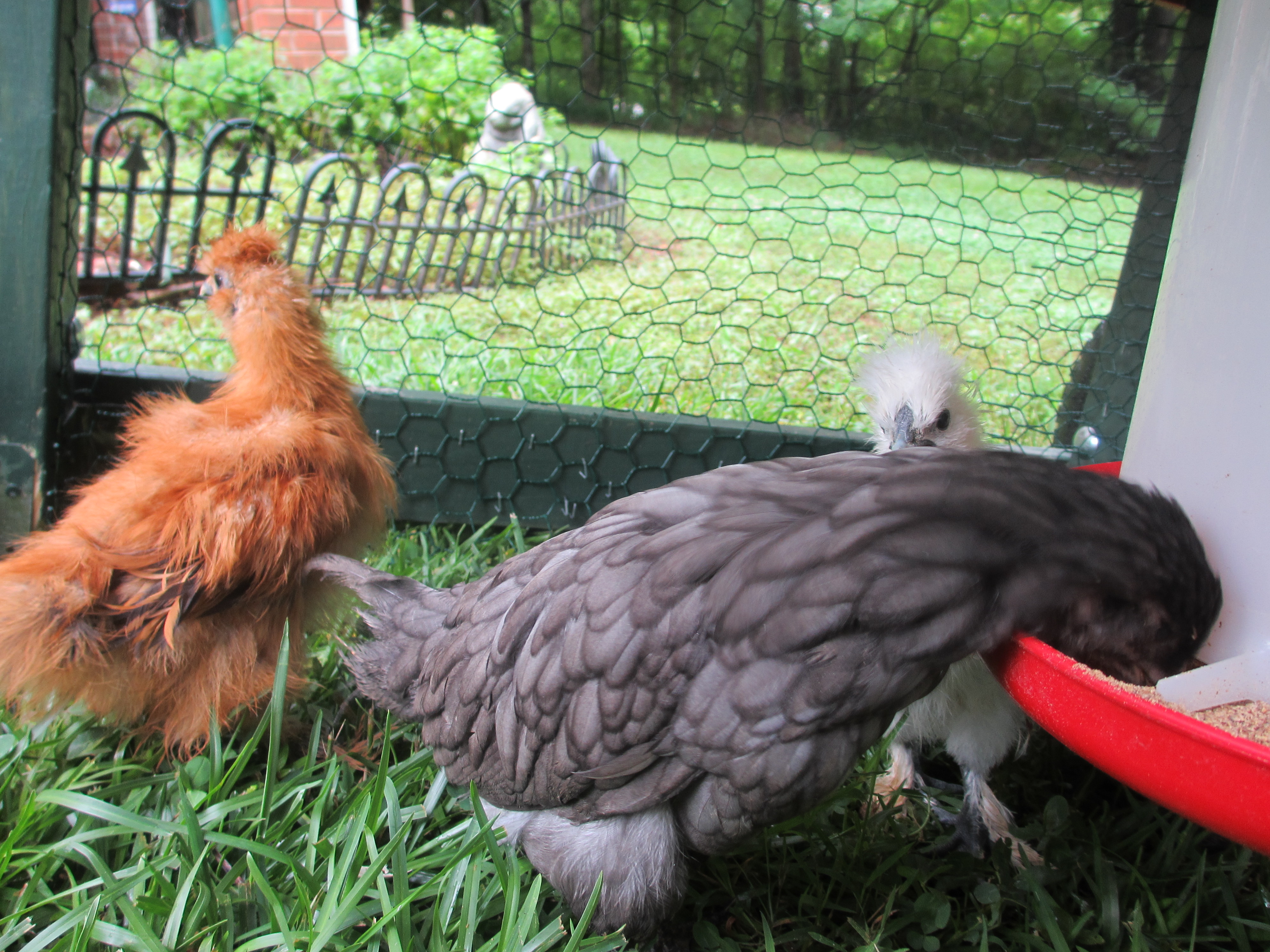 Maria, a grey Ameraucana, and Sassy, a buff Silkie