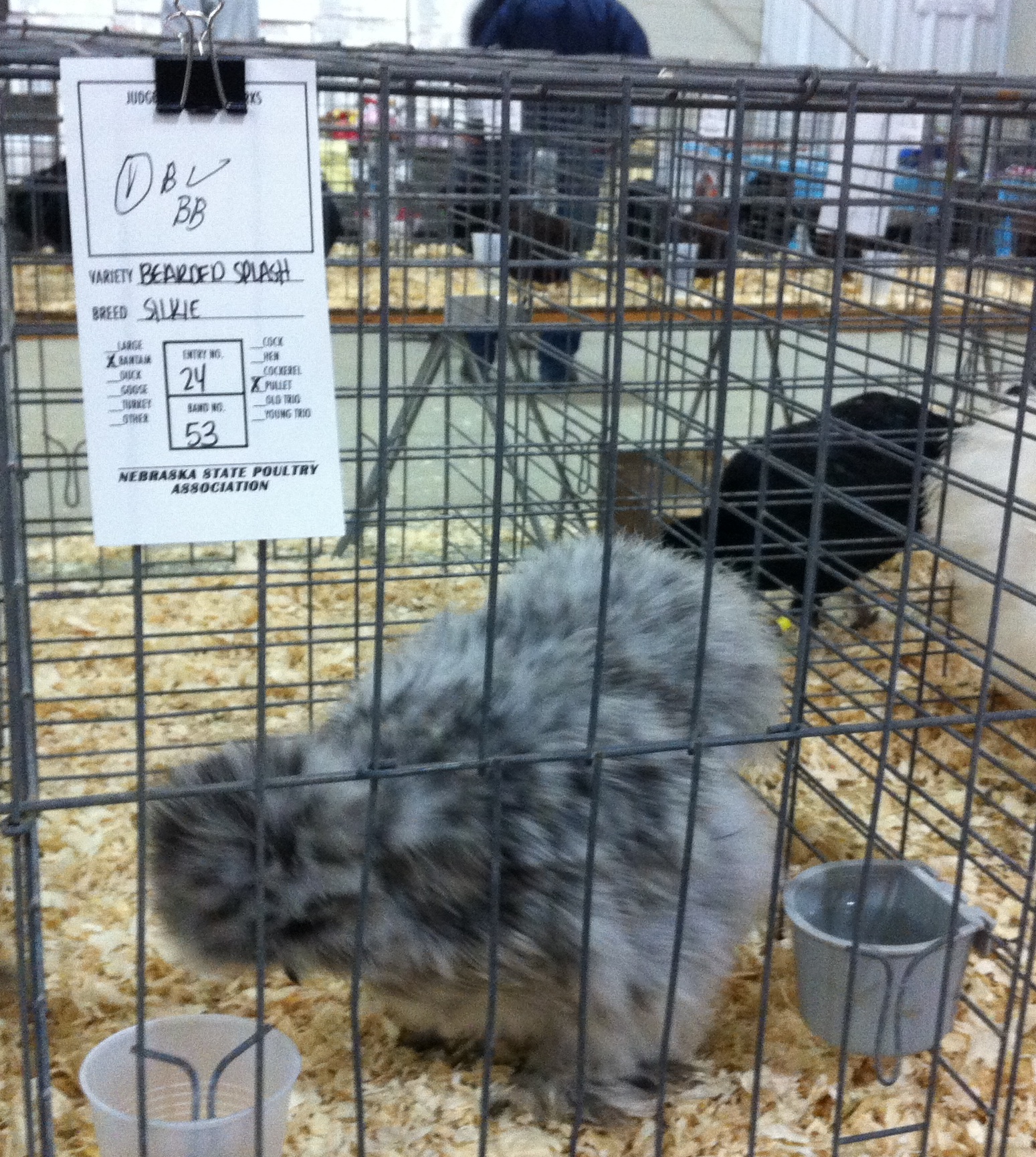 Marie, BB at 2012 Nebraska show