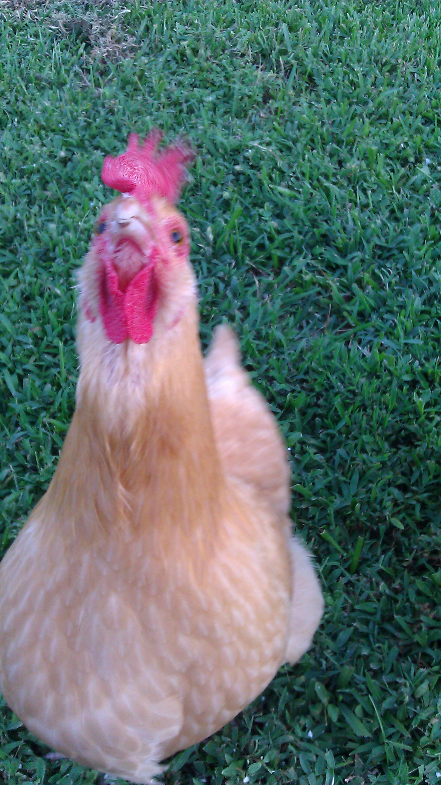 Marie, begging for just one more meal worm.