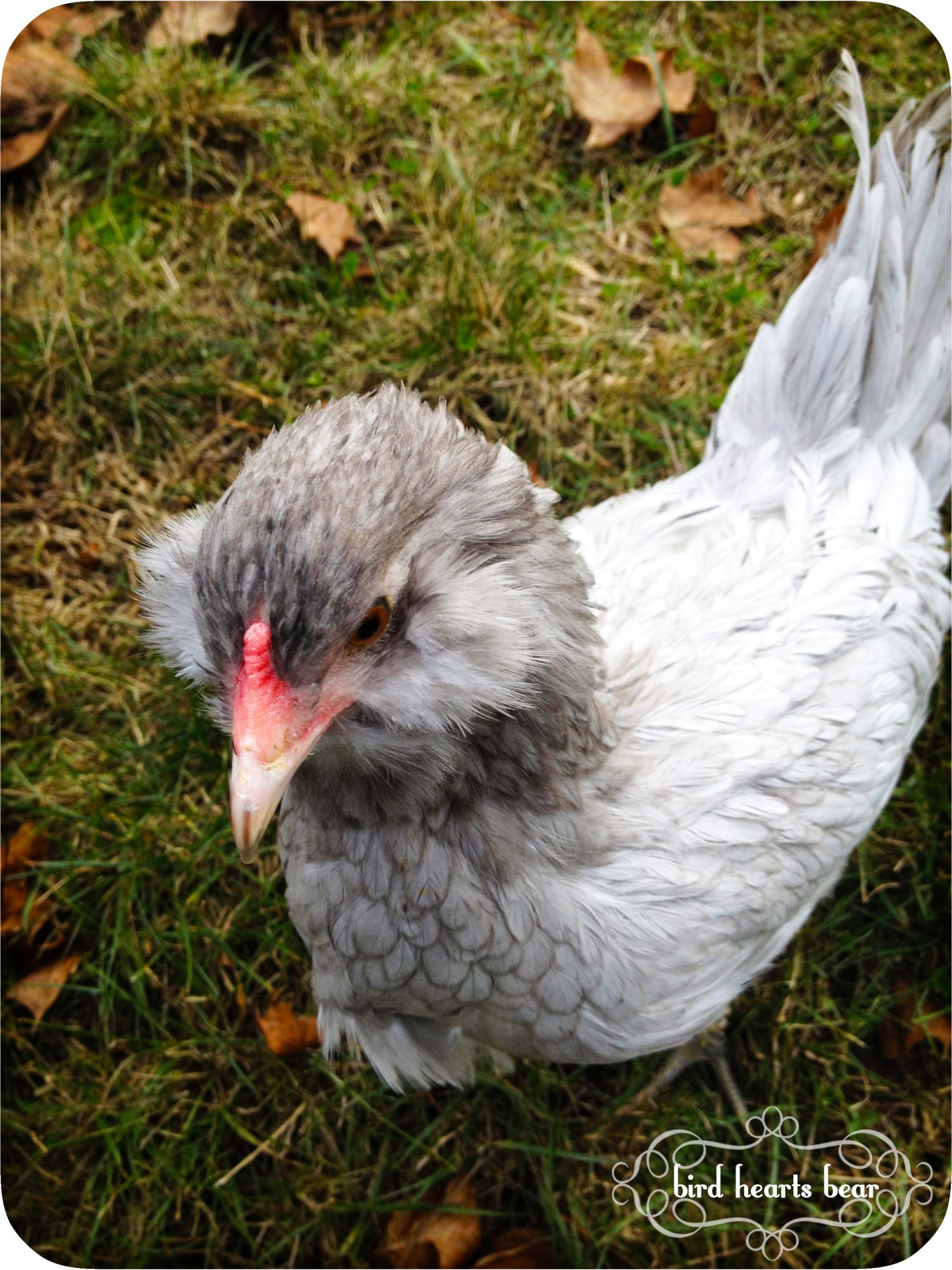 Marie, the bantam EE at 19 weeks.