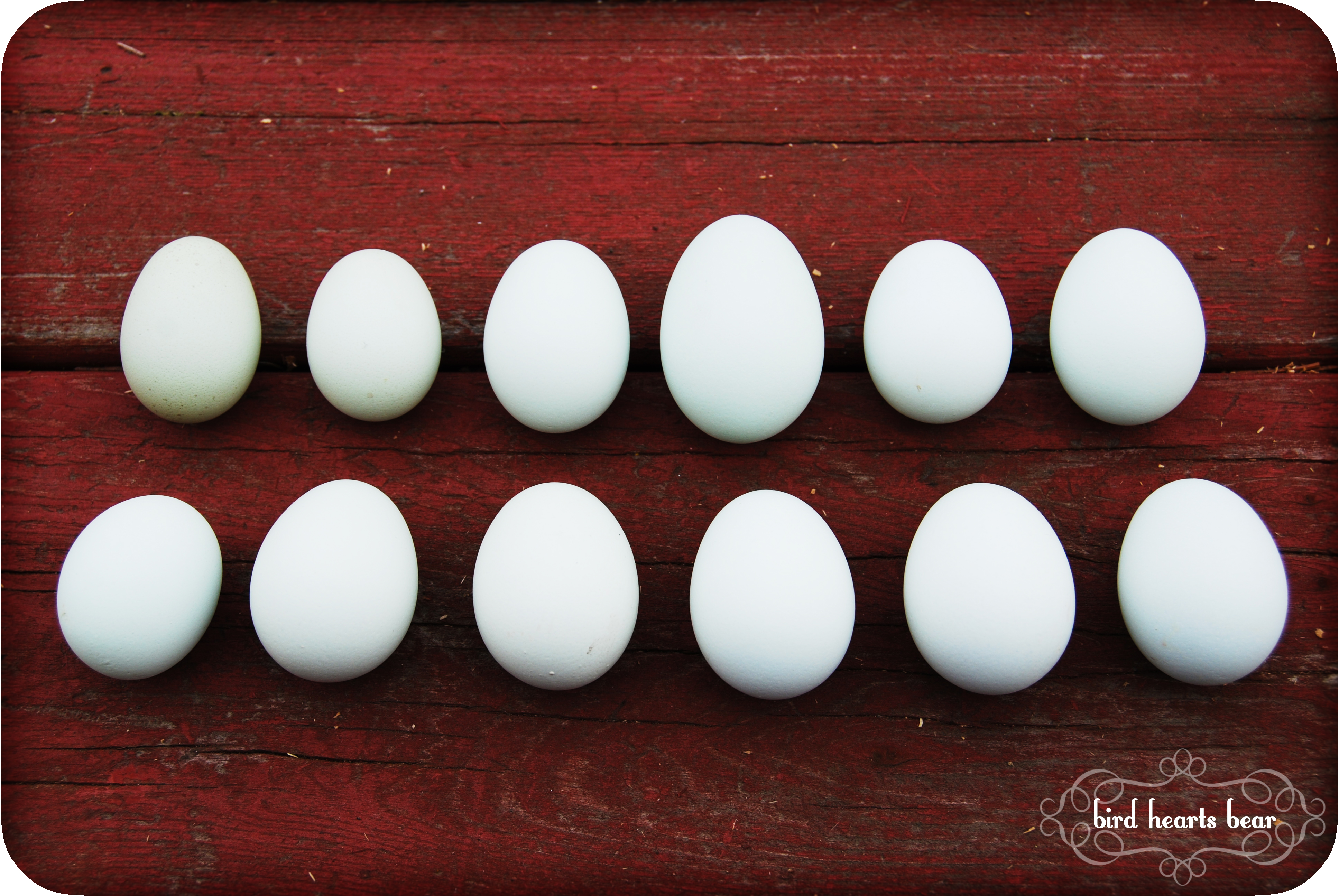 Marie's first dozen eggs.