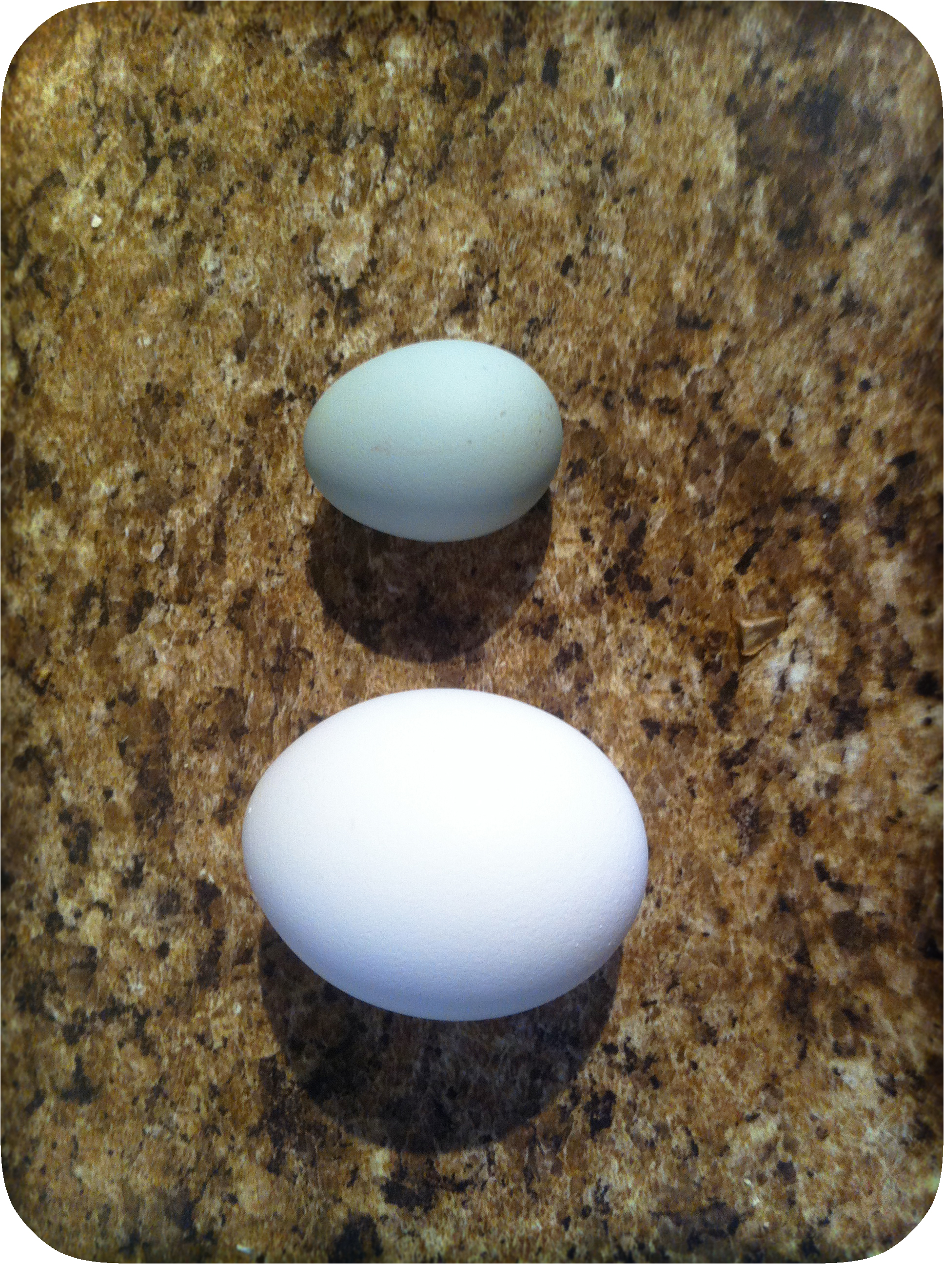 Marie's first egg! It's so perfect and adorable!