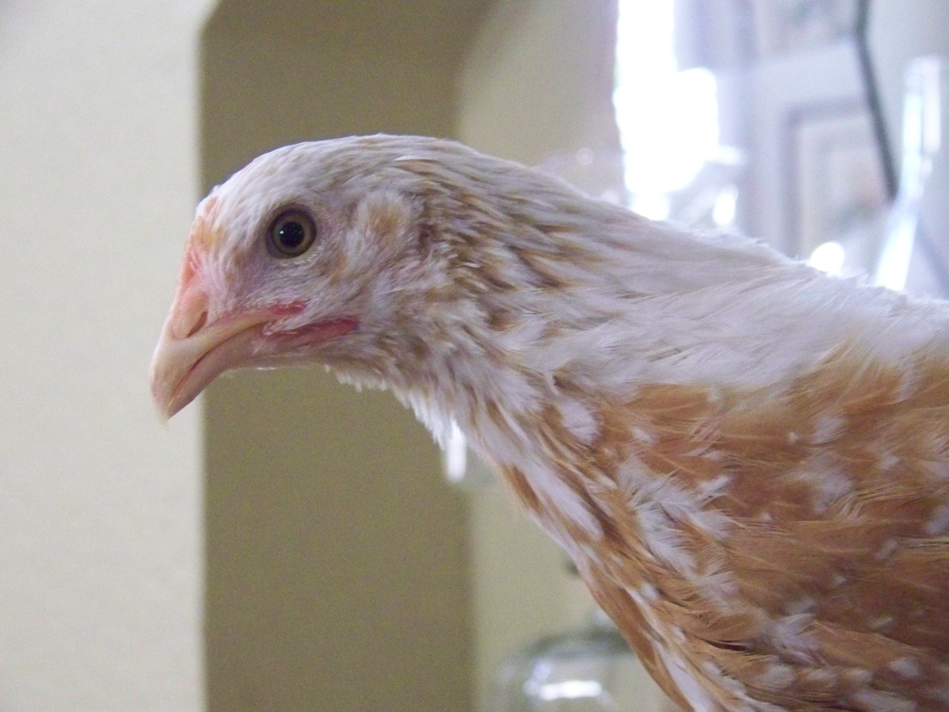 Marigold doing her best bald eagle impersonation.