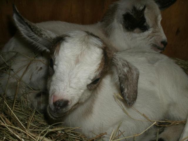 Marigold & Marcelo