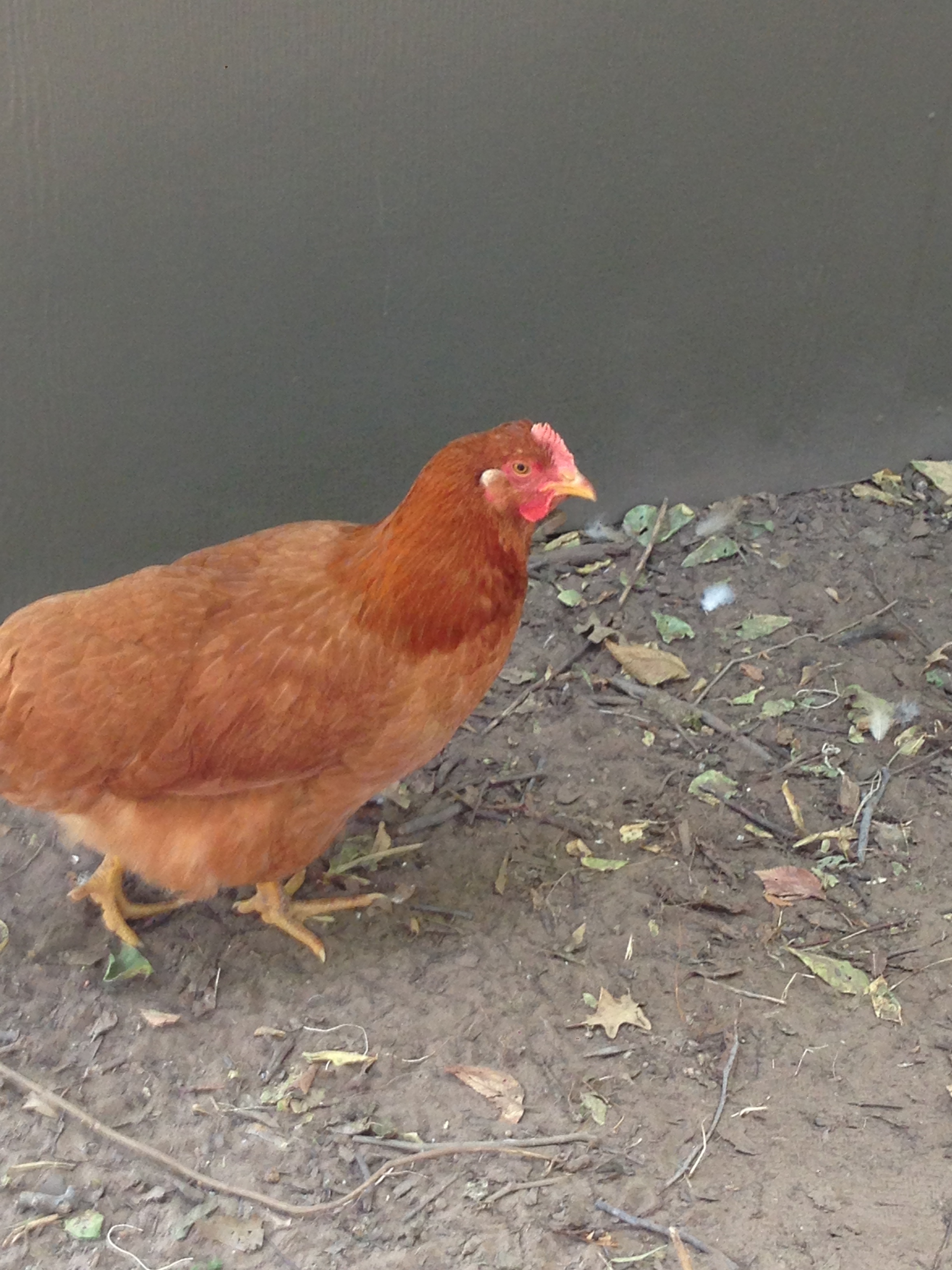 Marigold one of 2 New Hampshire Reds.  My two of this breed are very tame but seem to pick on all the other breeds I have.