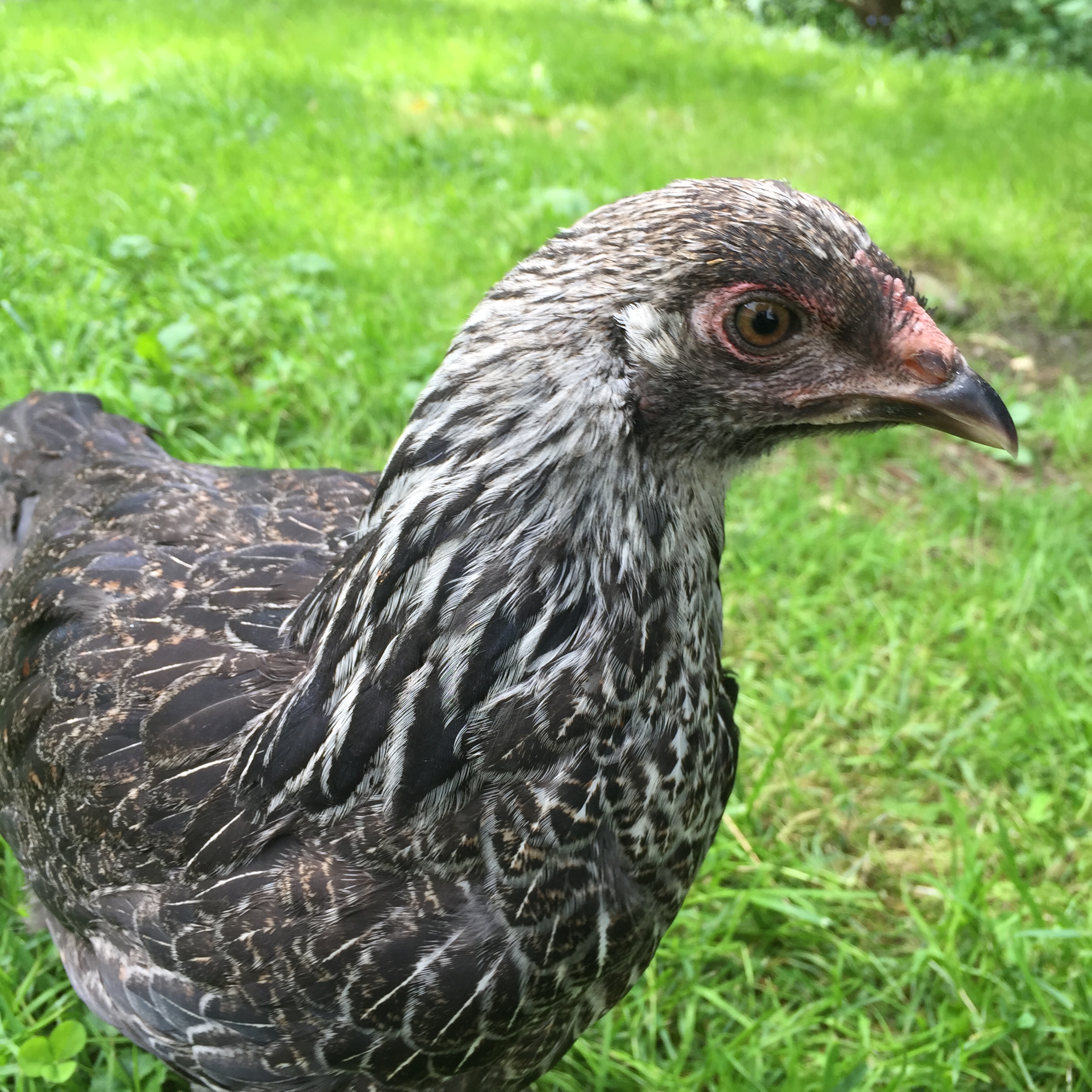 "MarilHen Monroe"

EE