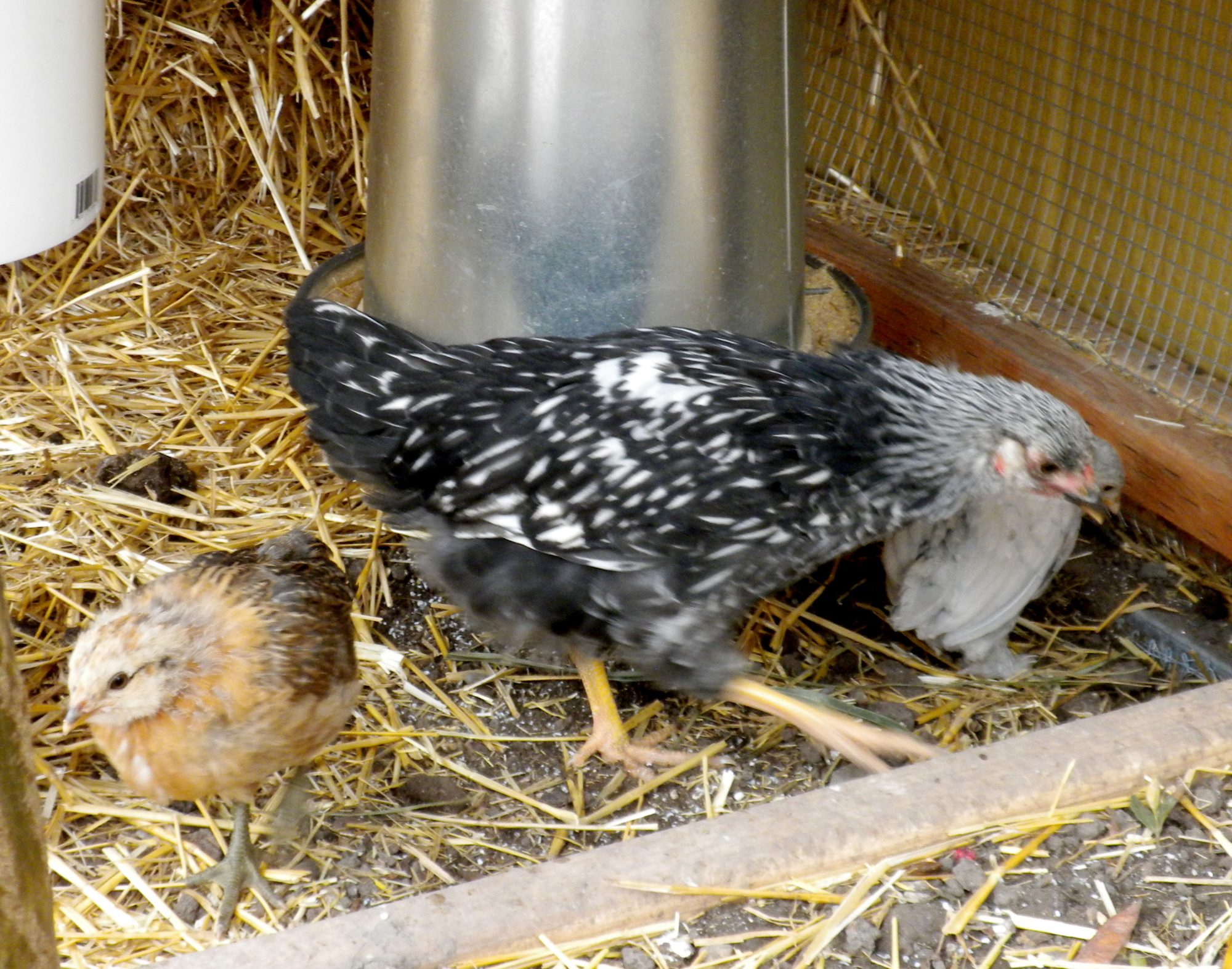 Marilyn, a 6 week old Barred Plymouth Rock hen.