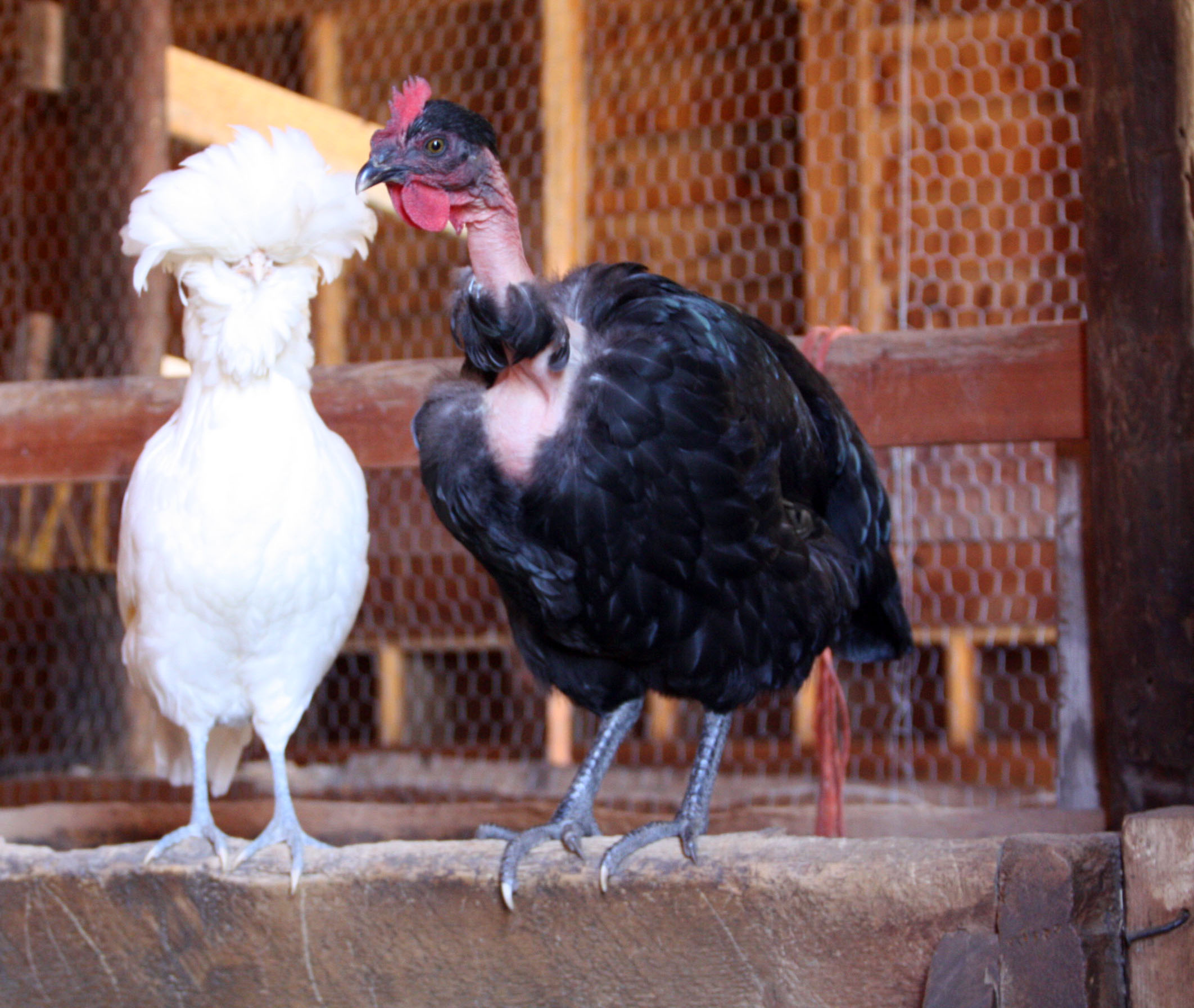 Marilyn and Agnus. Best Buds.