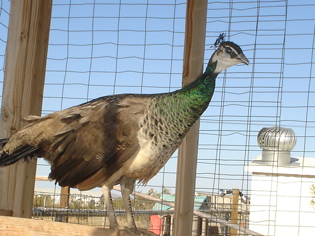 Marilyn peahen