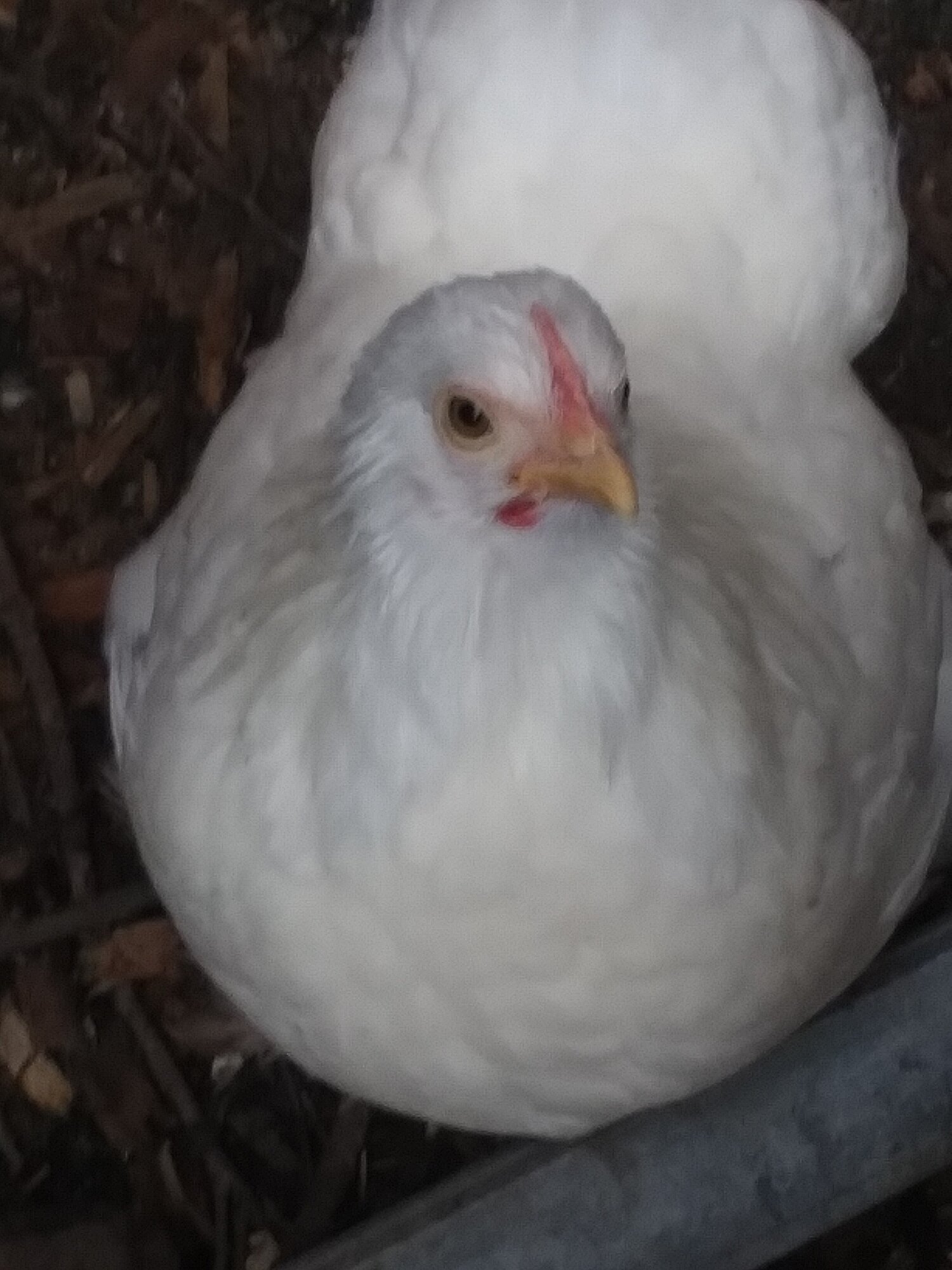 Marilyn