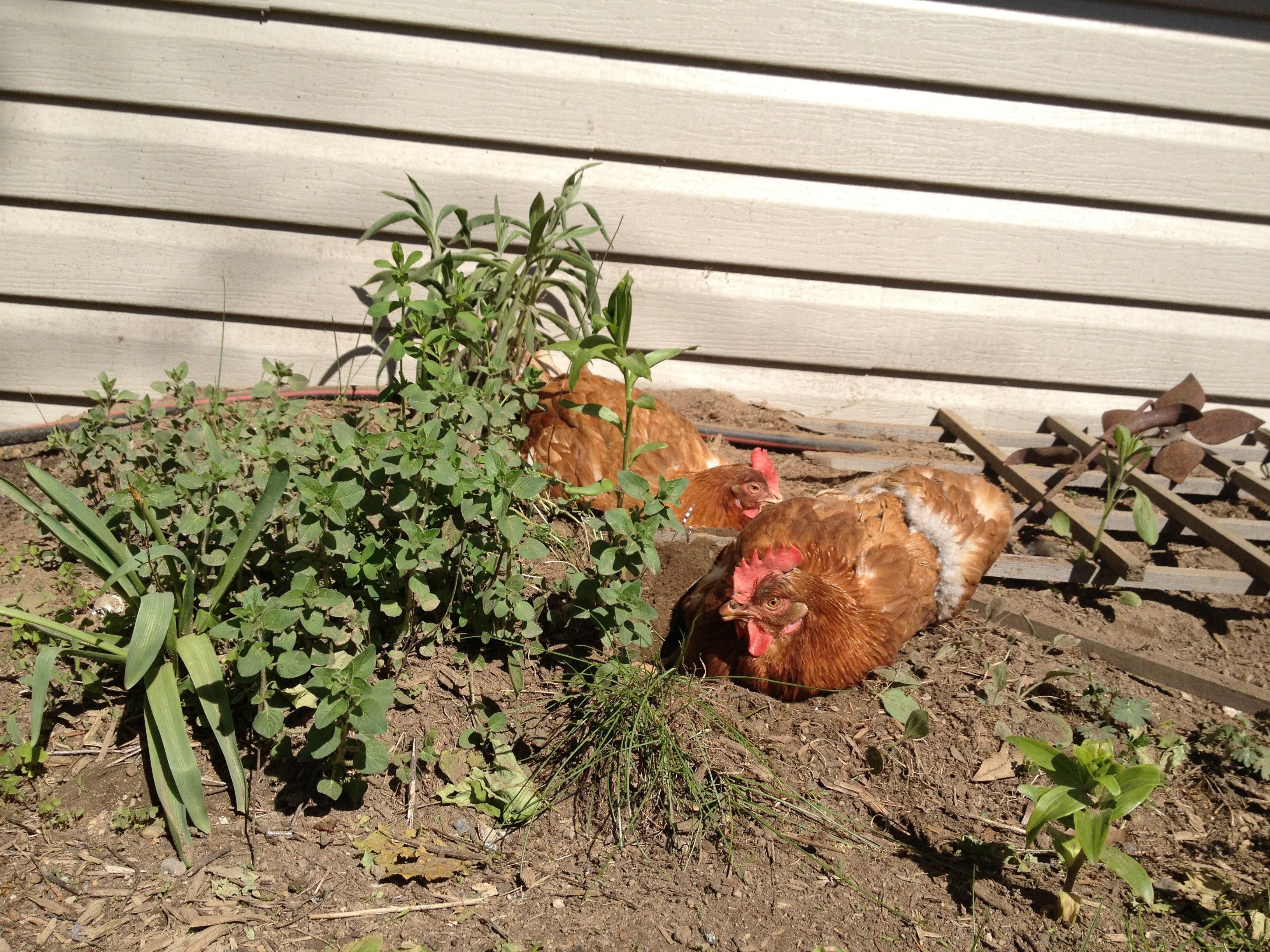 Marinating in the herb garden! Lol