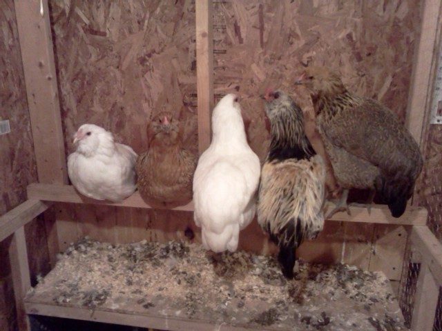 Mario (2nd from the right) and his girls (again)