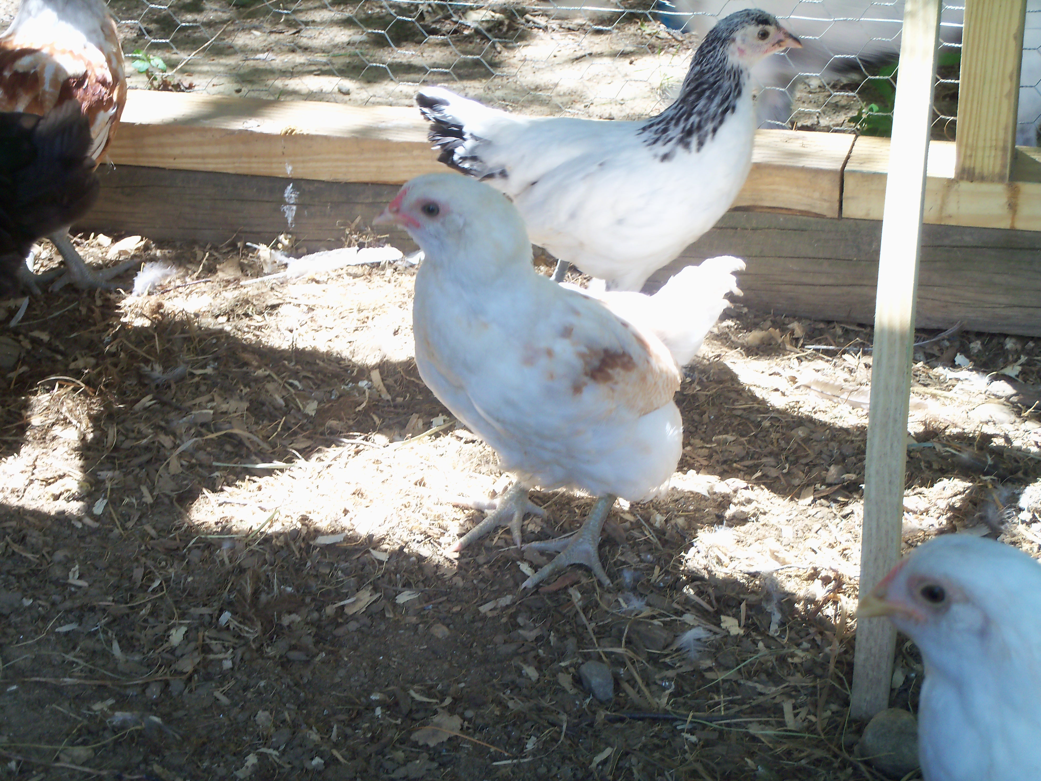 Mario (front) & Zelda (dack)