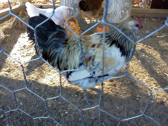 Mario my Araucana Roo