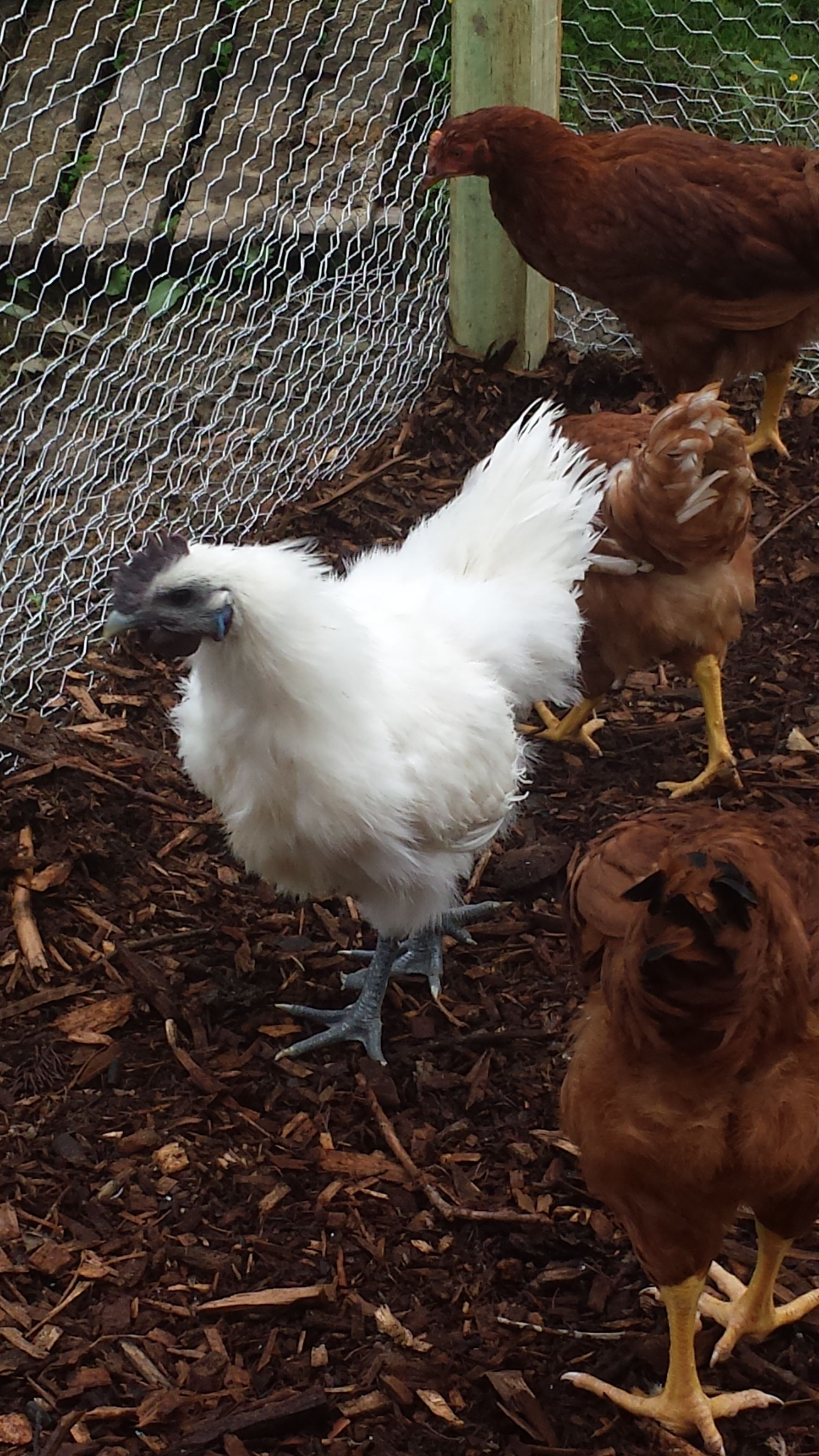 Mario (rooster)