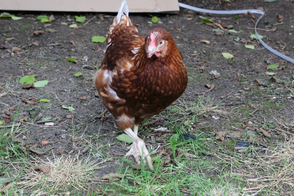 Marjorie having a scratch around