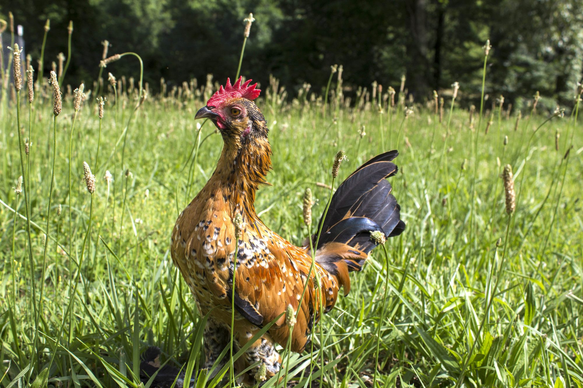 Mark, Belgian Mille Fleur D'Uccle Bantam, Dont think he's beareded