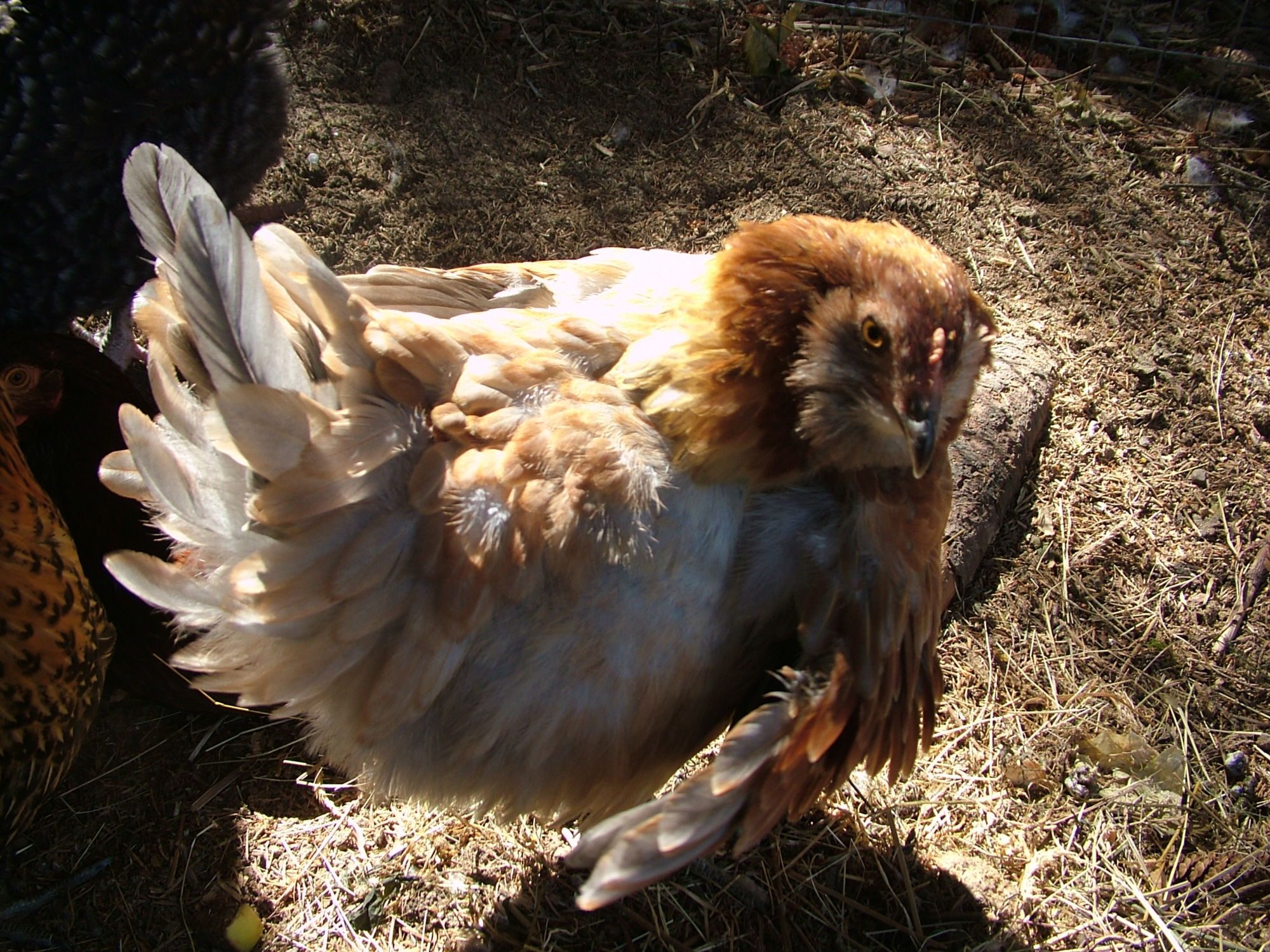 Marlene doing her primping which was quite interesting. She is bearded and has small tufts on her "cheek" area.