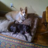 Marley and Brunella