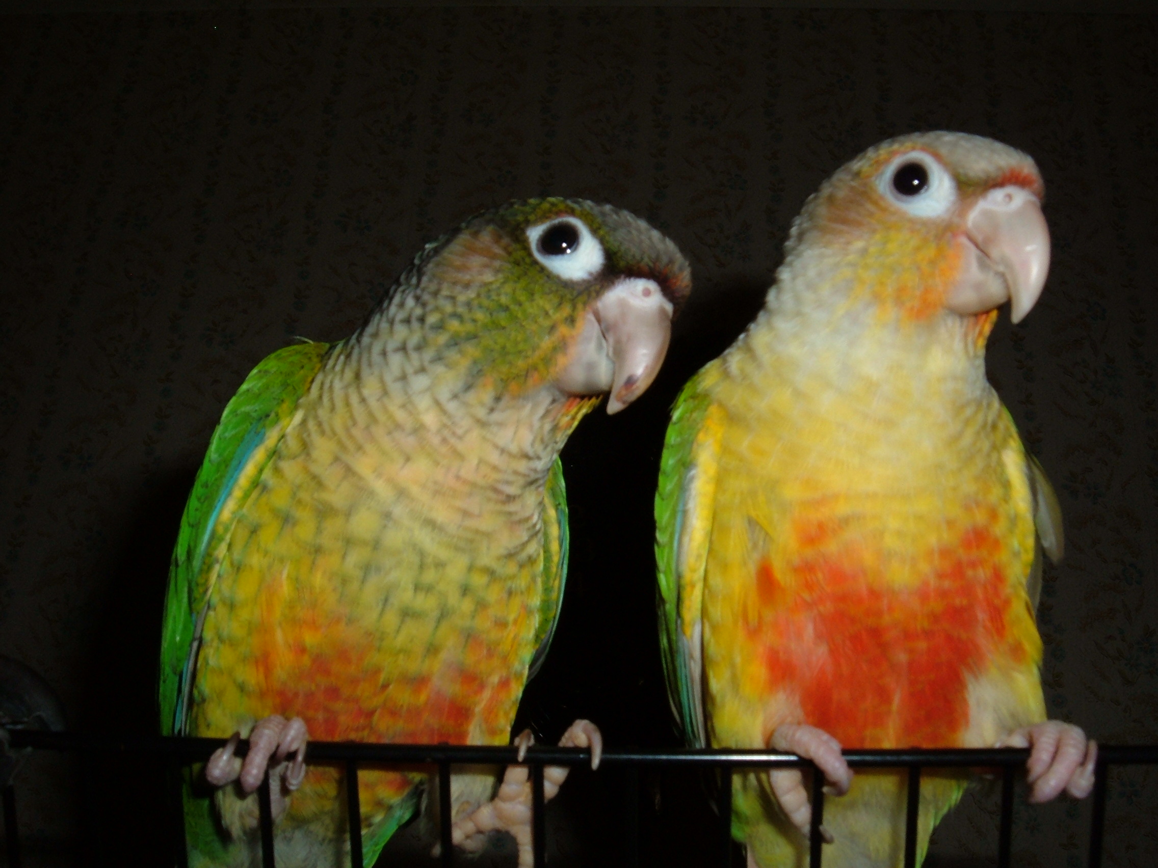 Marley (L) Miley (R) Green cheek Conure Mutations
