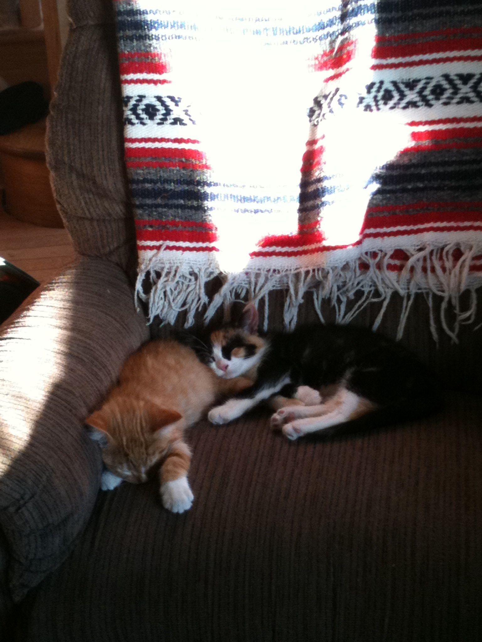 Marmalade and Ginger as kittens.