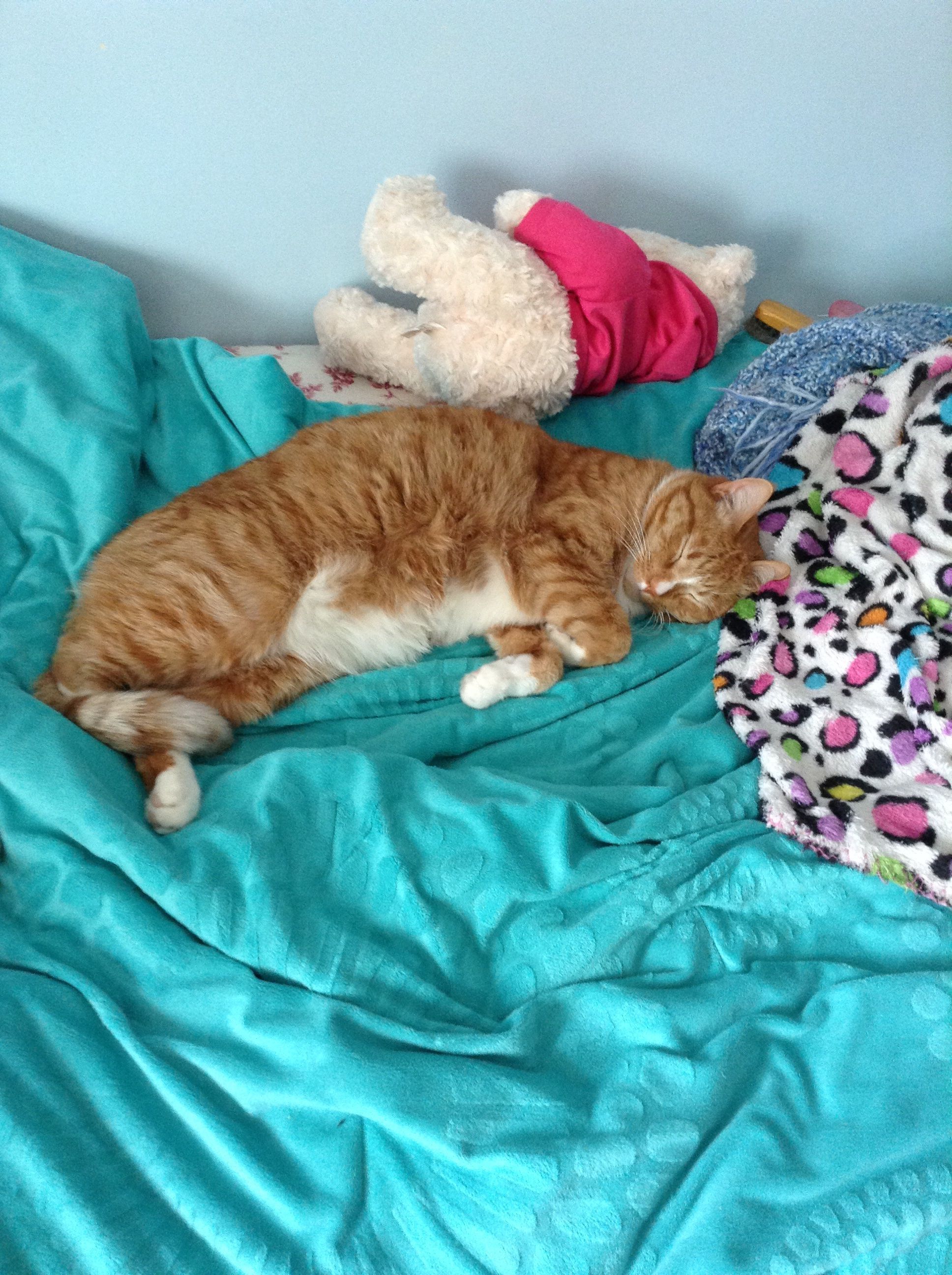 Marmalade sleeping on my bed.