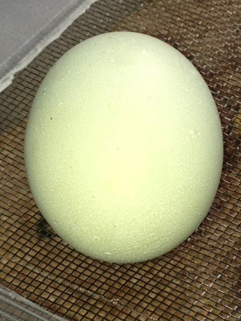 Marmalade's first egg from Oct. 29/12.