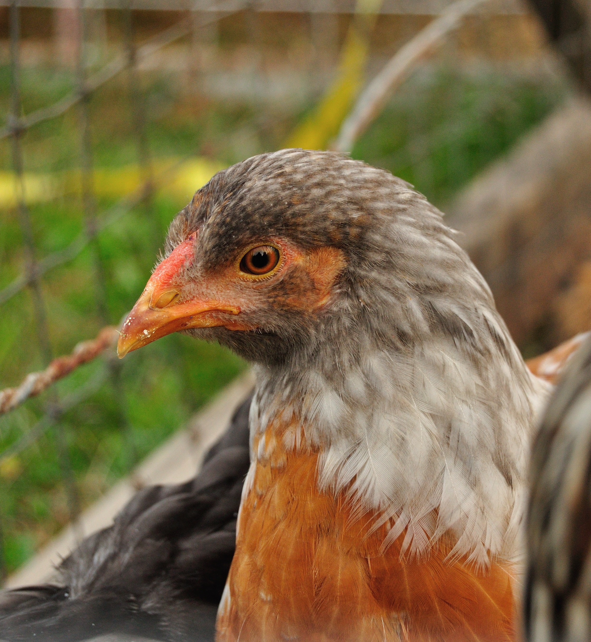 Marmelade Pullet?