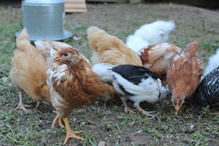 Marsala and the brood