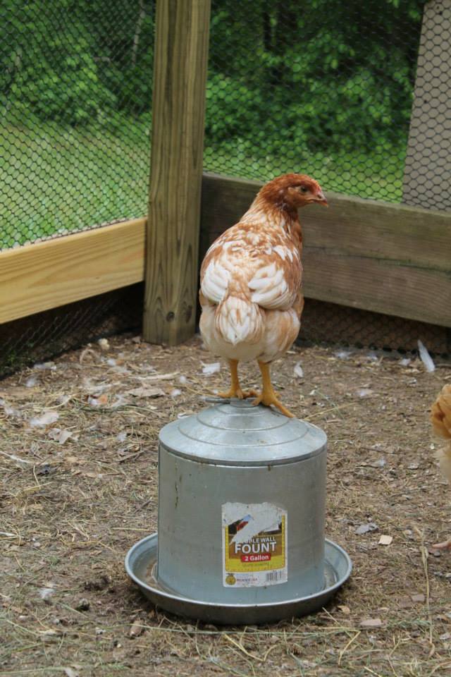 Marsala standing on the water container