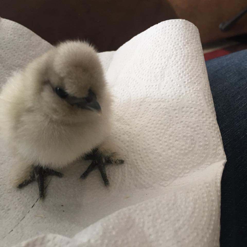 Marsh and Jin as chicks