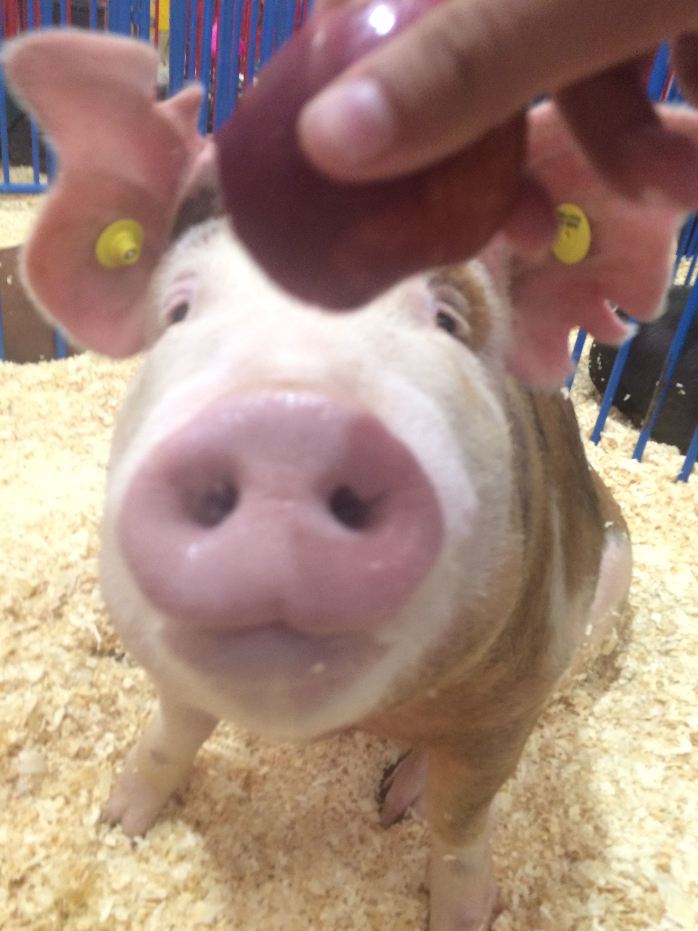 Marsh at the Fair