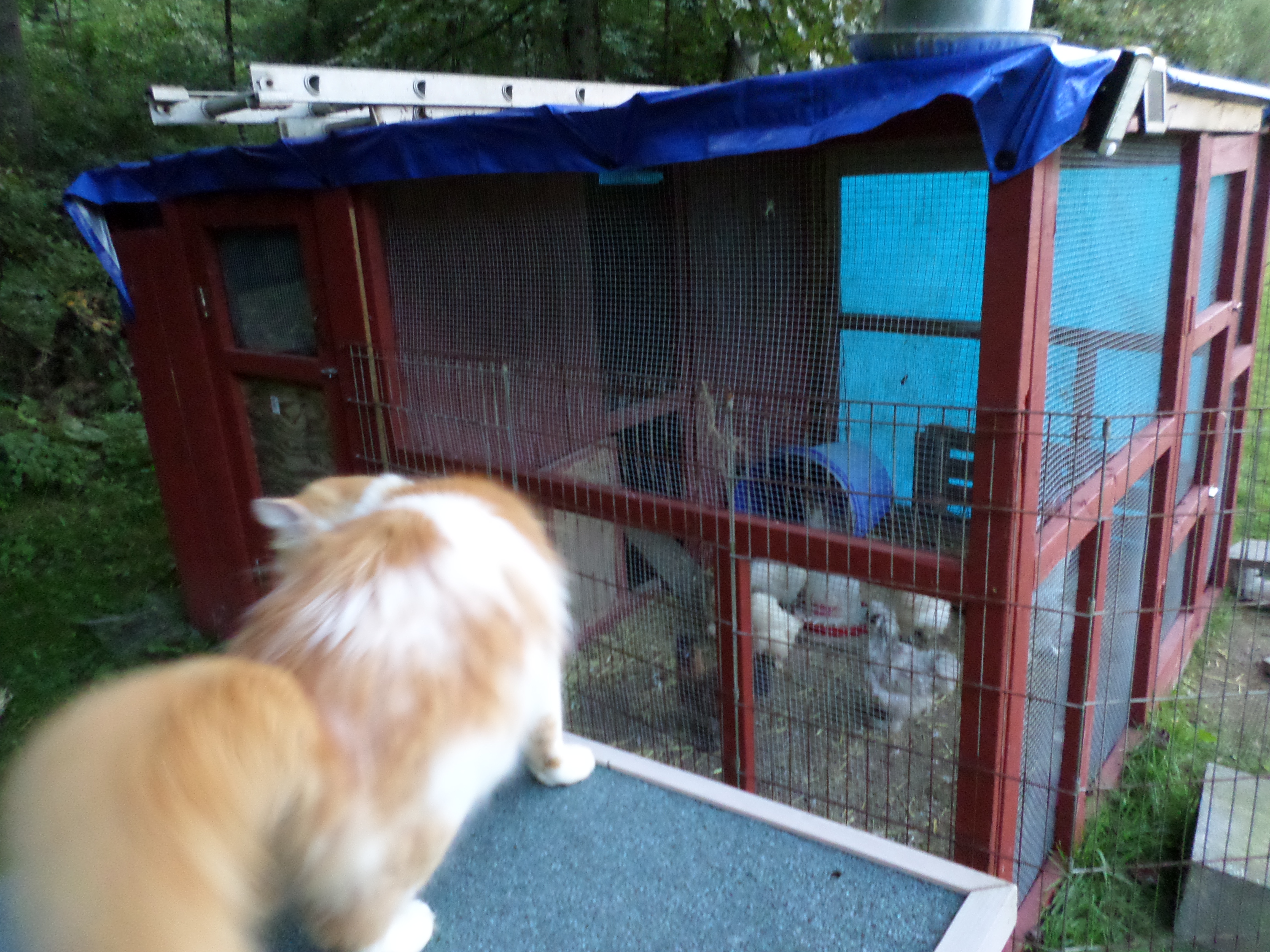 Marshall overseeing the chickens as they start to turn in for the night.