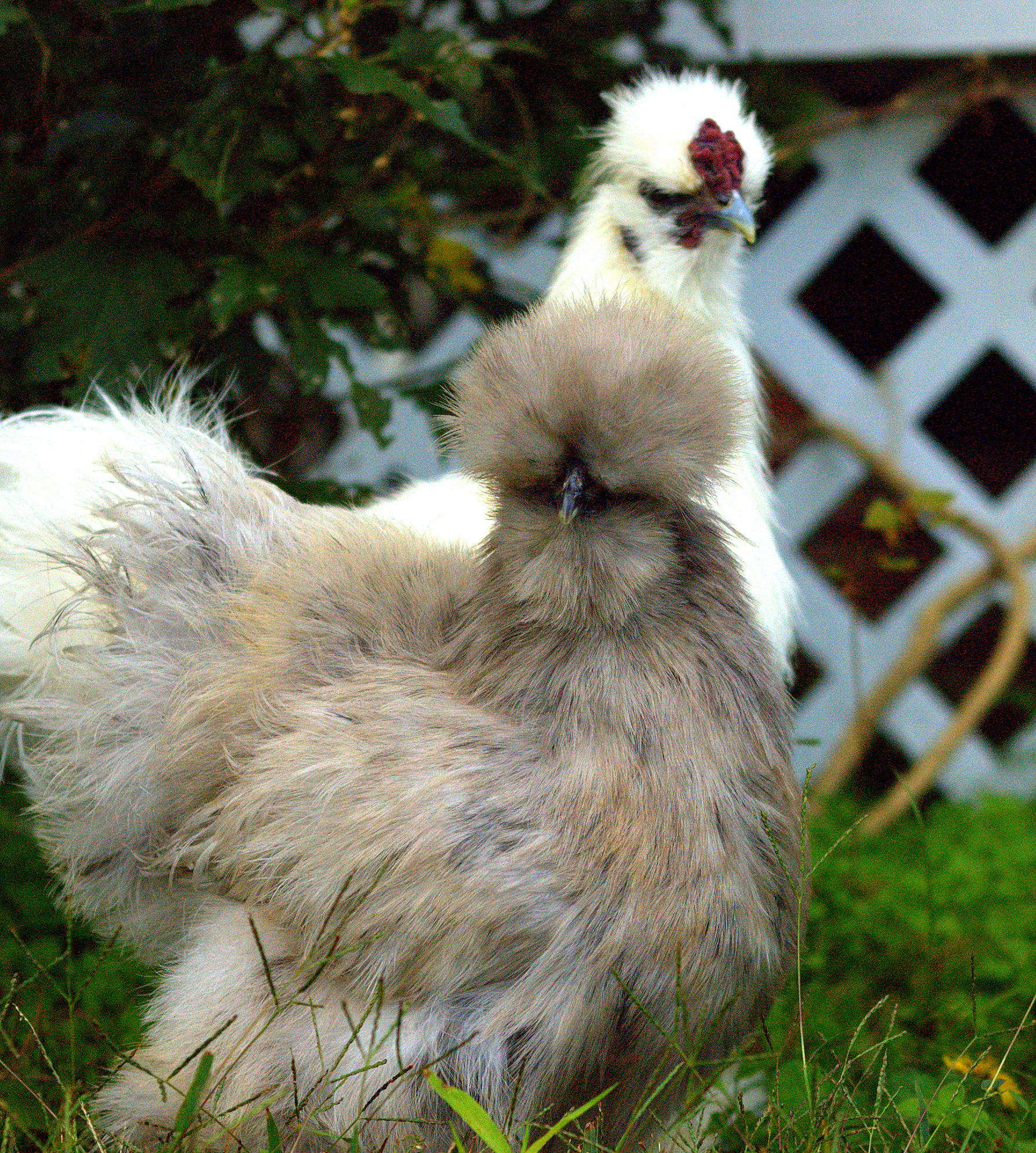 Marshie and Eggy