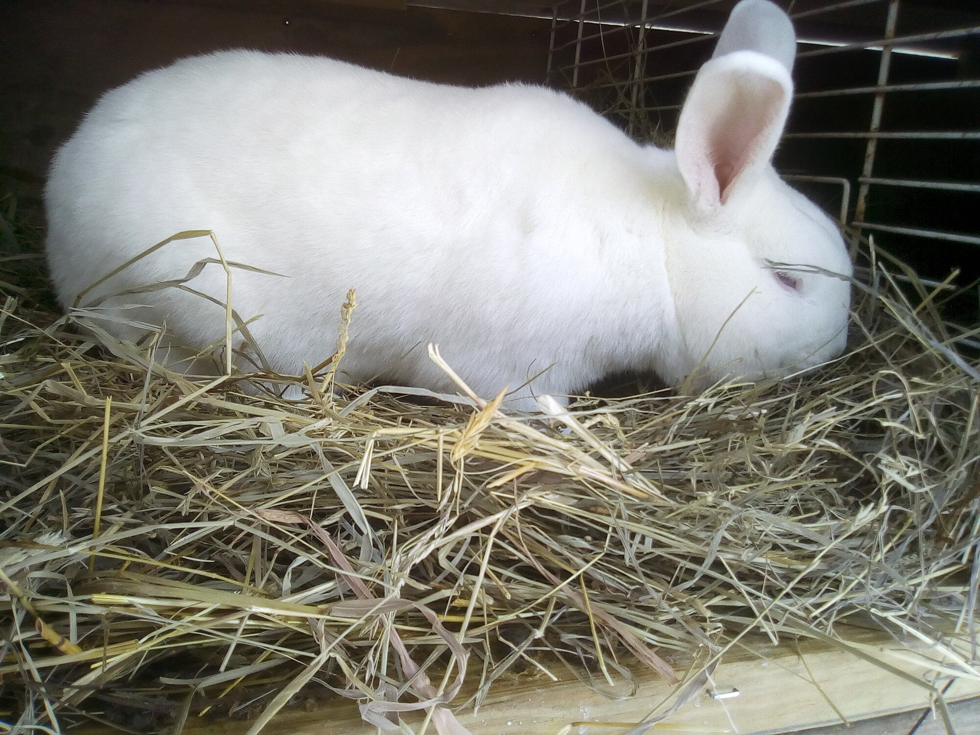 Marshmellow