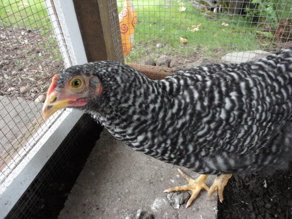 Martha, 11 week old Barred Rock getting her red face on  : )  She's good natured, curious, and the most vocal of the three.