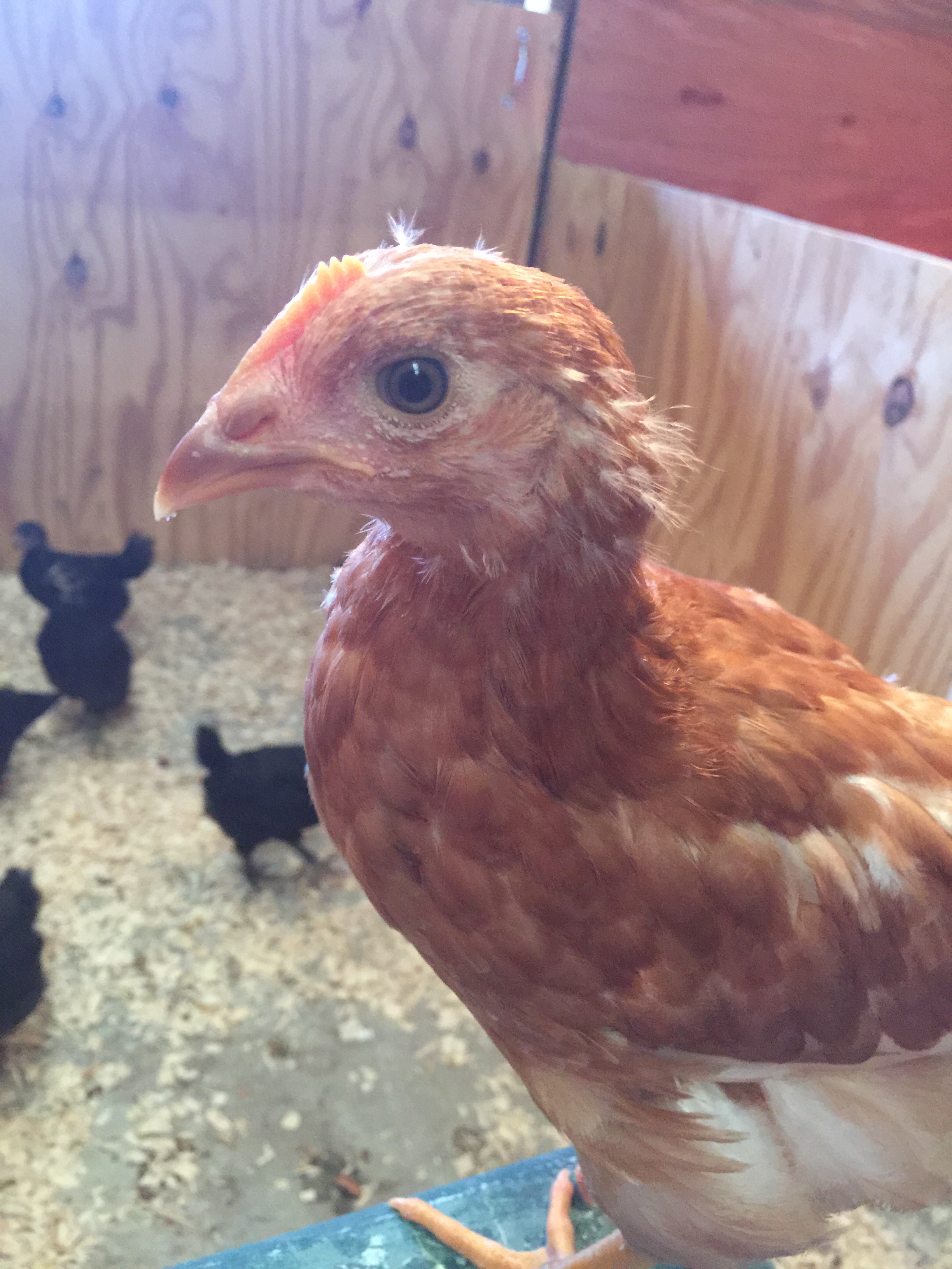 Martha, a Golden Comet, about a month old