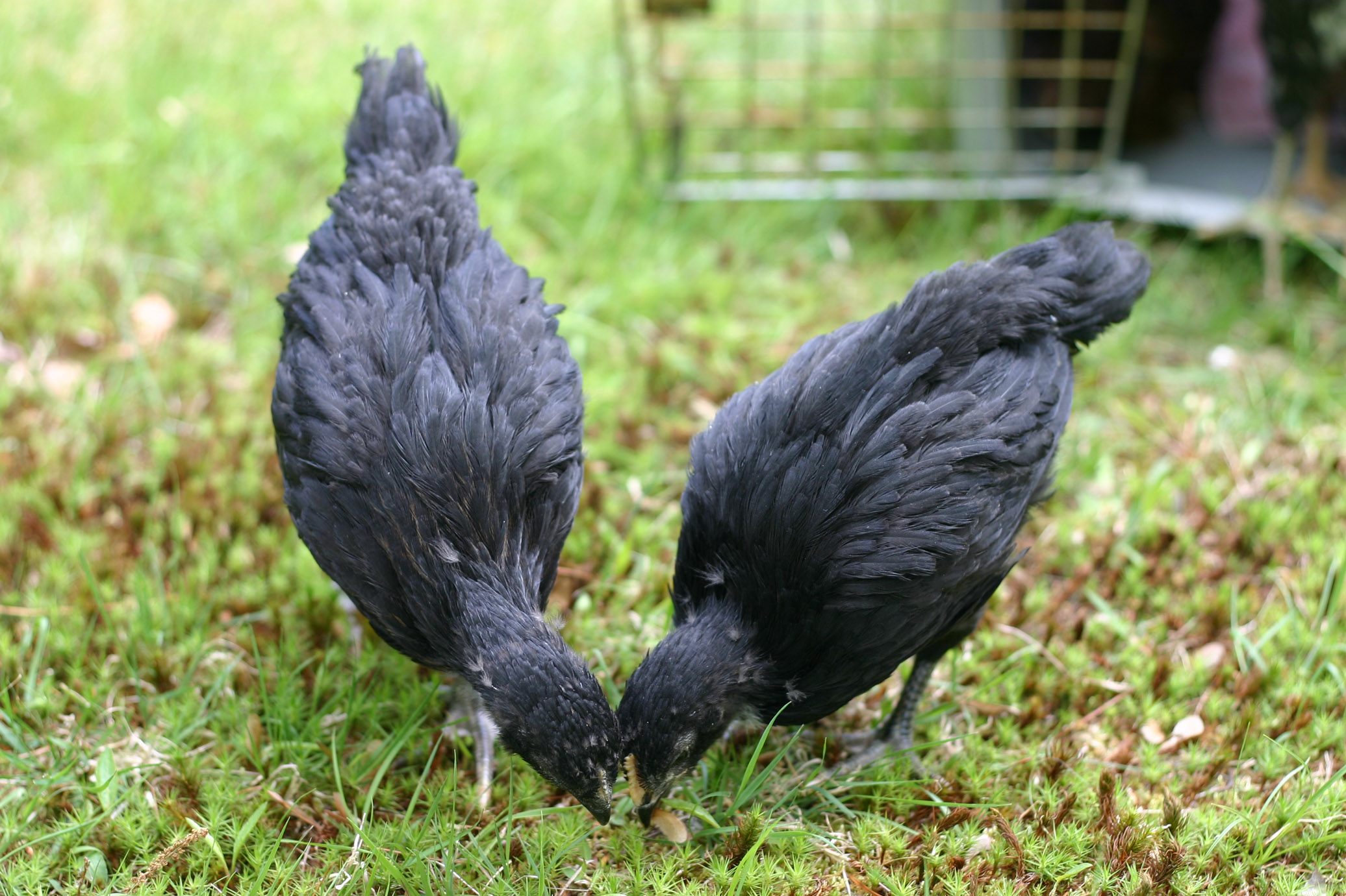 Martha and Sammi try maple seeds