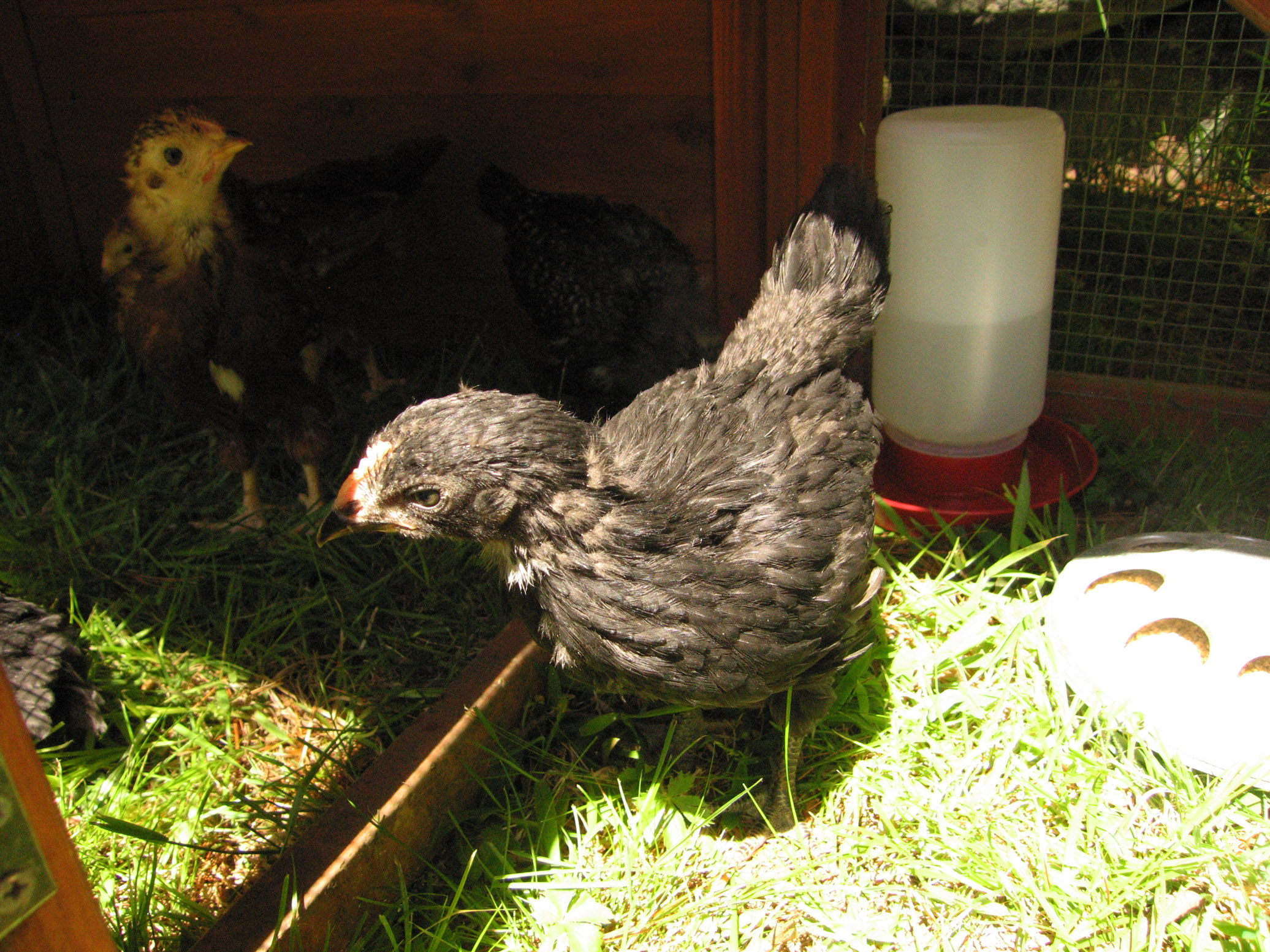 Martha and thr girls testing the coop 5-12