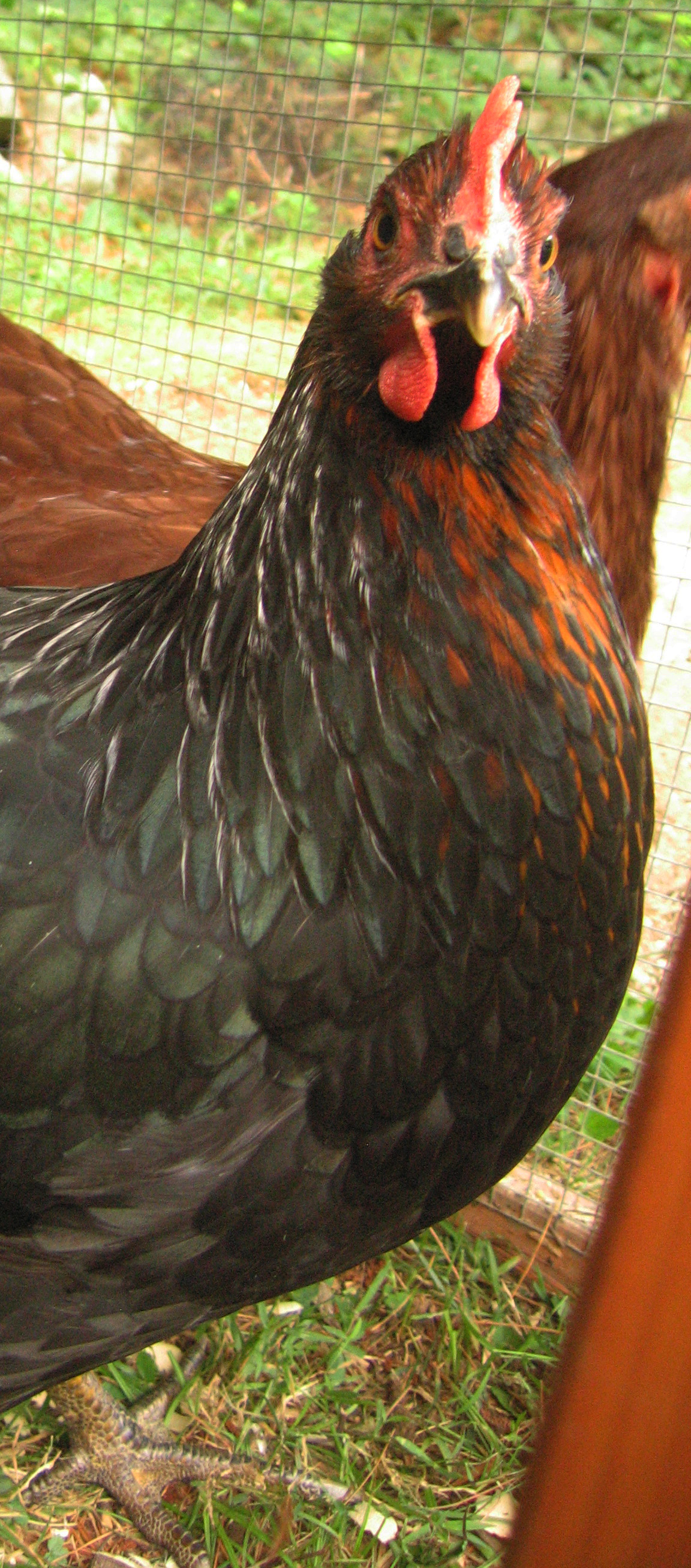 Martha curious about the camera 8-14